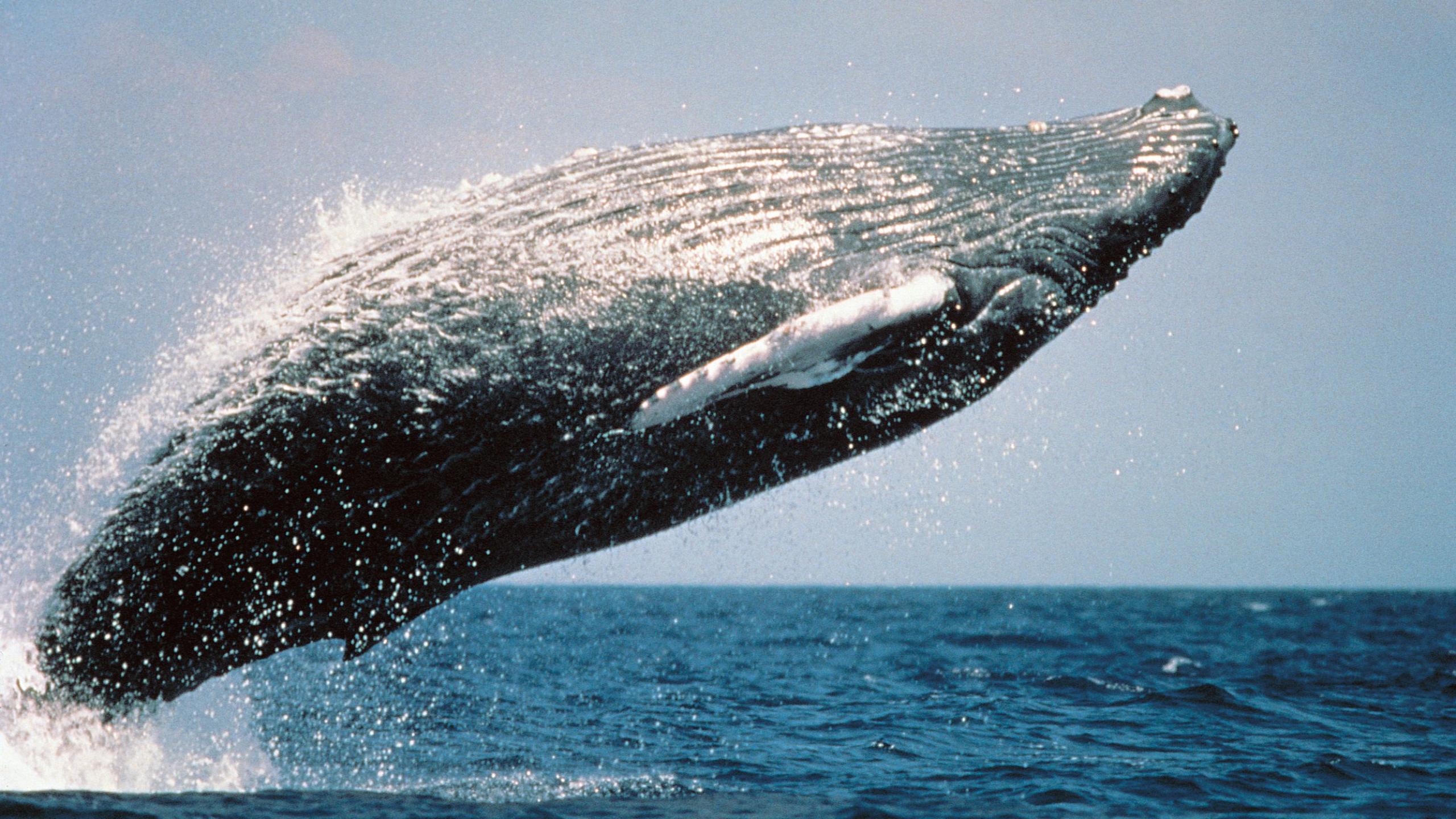 2560x1440 HD Grey Whale. HD Wallpaper