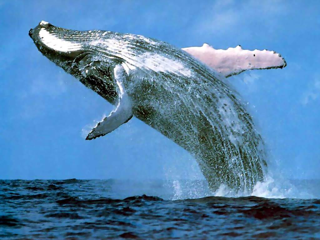 1024x768 Beautiful Whales wallpaperx768 .