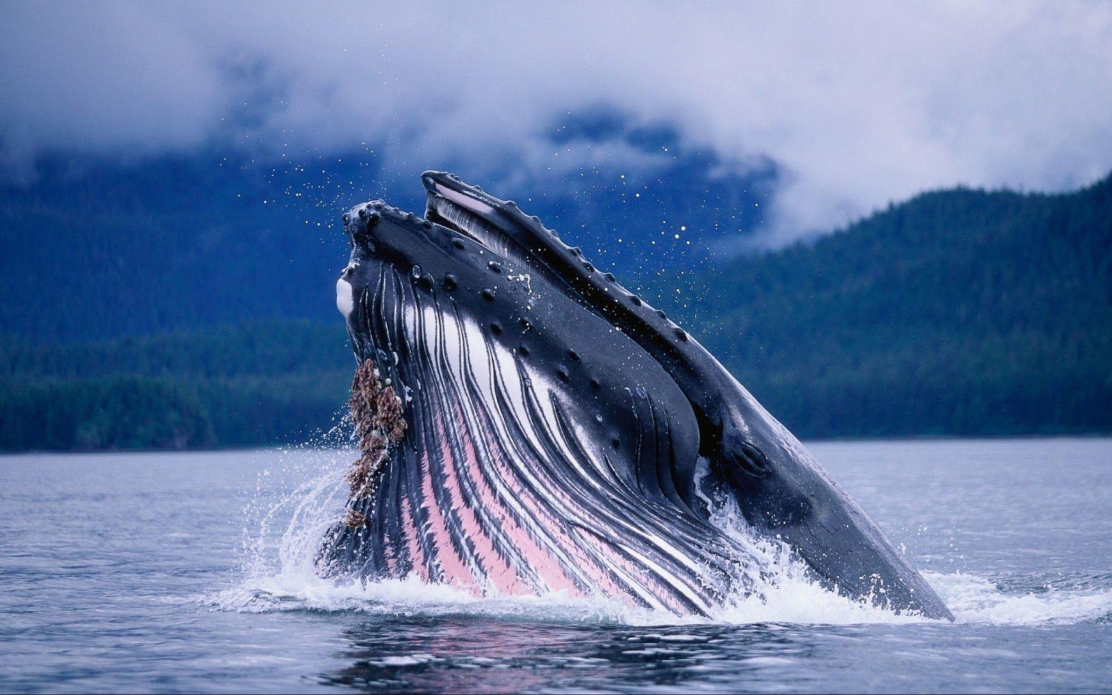 1600x1000 Blue Whale HD Wallpaper 77crocros.