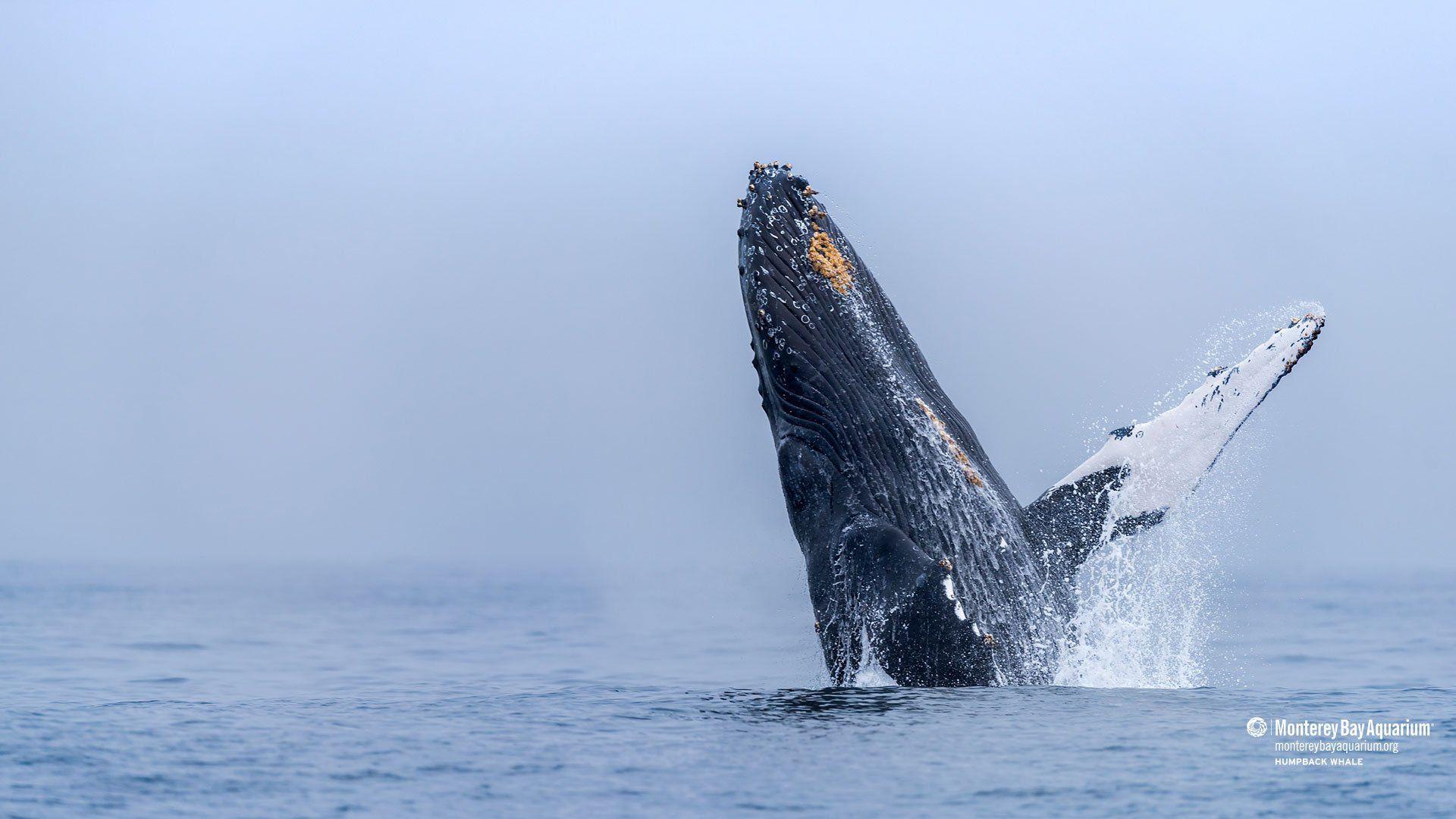 1920x1080 Humpback whale wallpaper