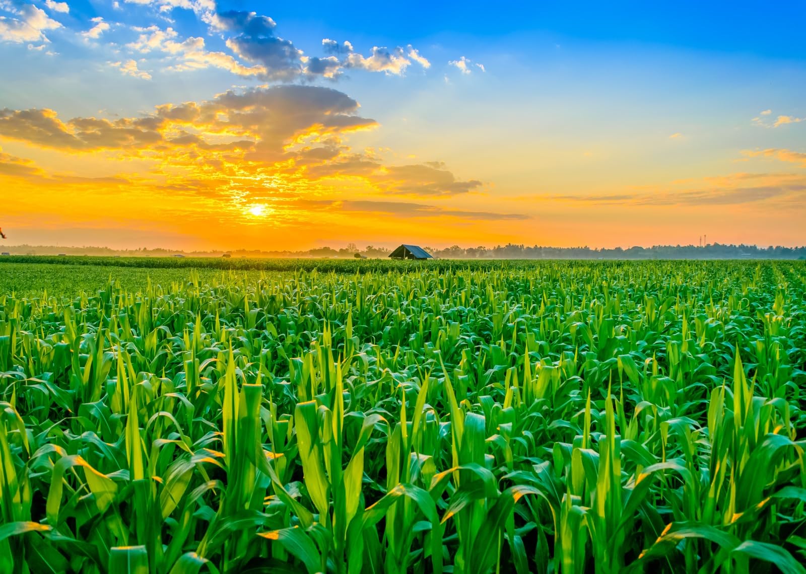 1600x1140 Amazon.com : CORFOTO Fabric 7x5ft Sunrise Corn Field Backdrop Rural Corn Fields Agriculture Crop Farm View Photo Background Country Scenery Fall Harvest Party Decorations Kids Portait Artistic Props
