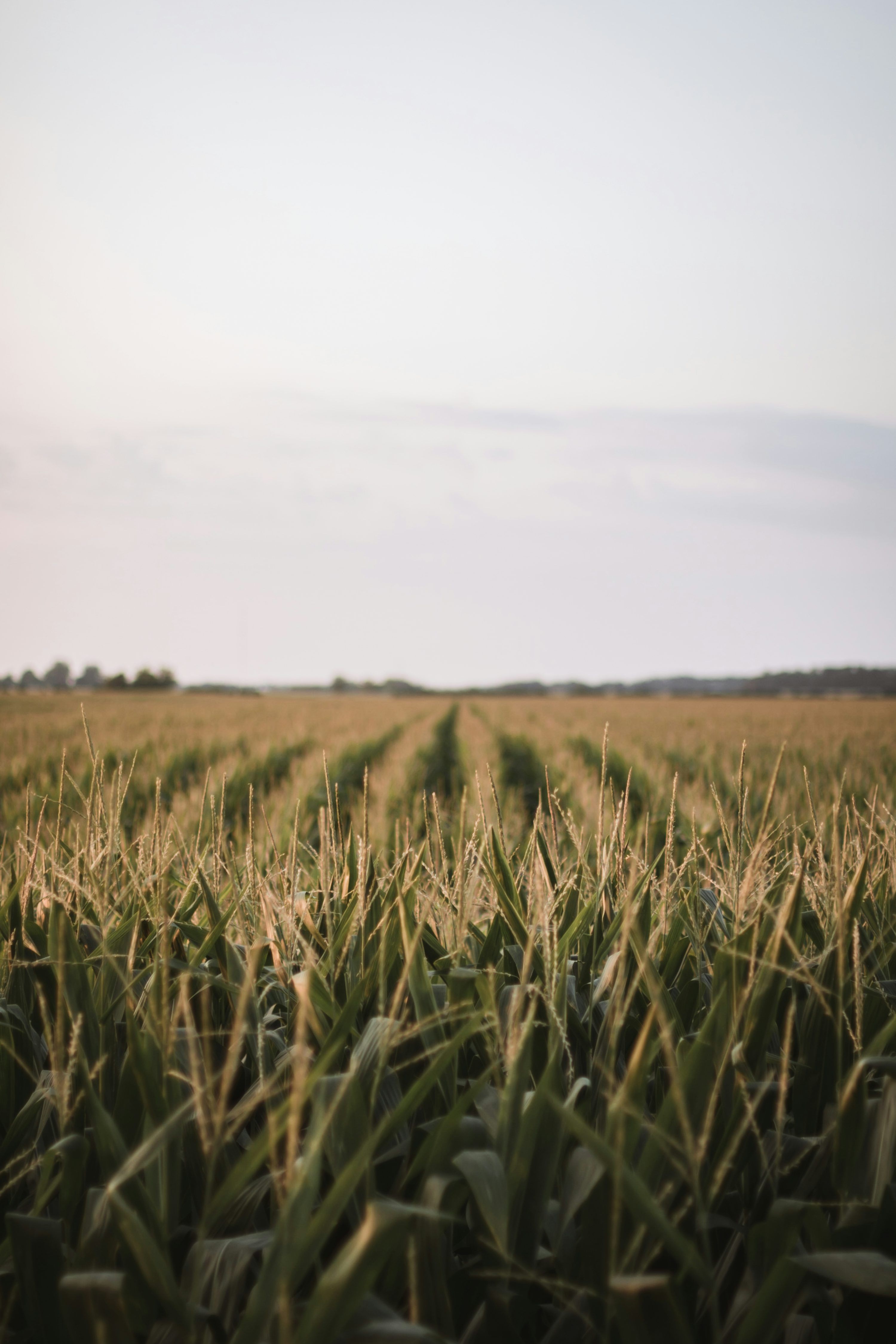 3000x4499 Corn Farm Picture. Download Free Image