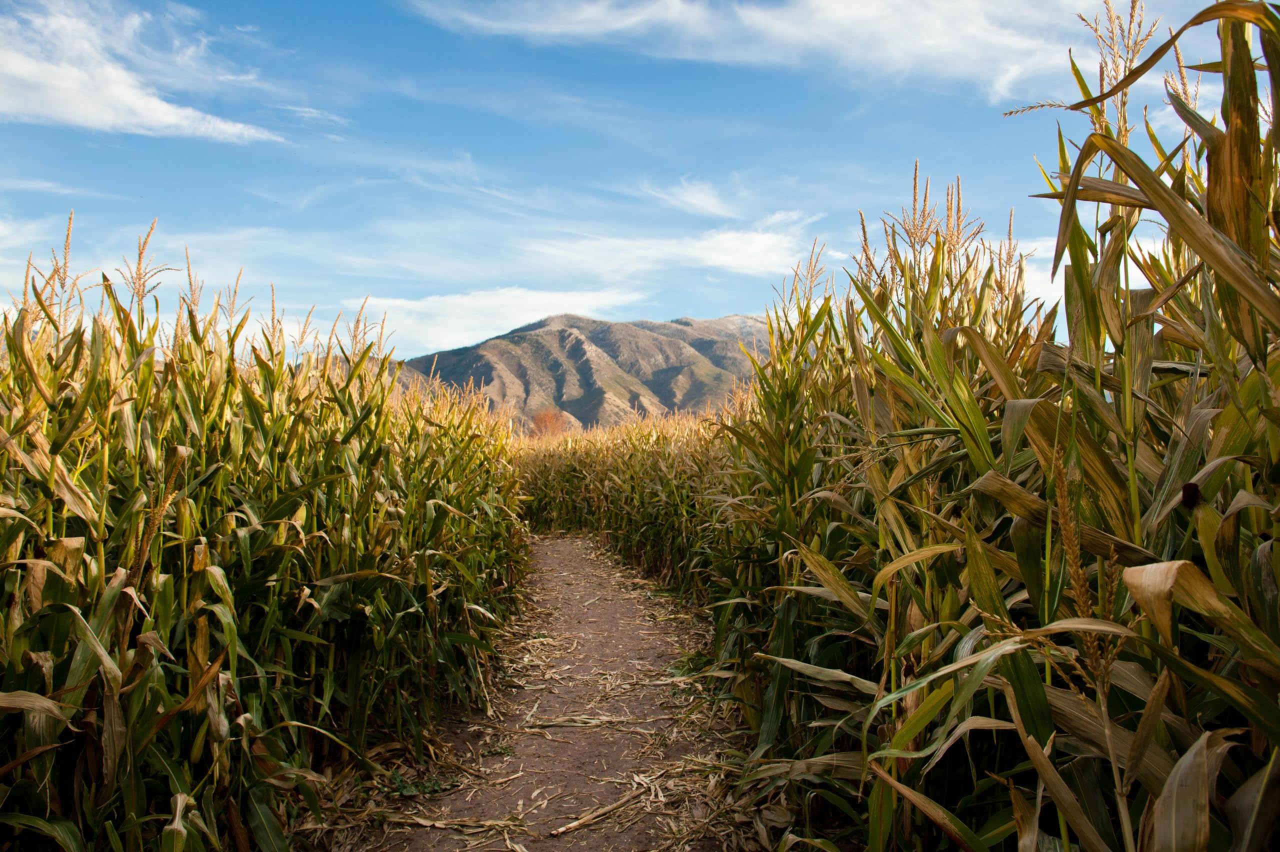 2560x1704 Amazon.com : chnywork 15x8ft Cornfield Backdrop Autumn Corn Field Maze Mountain Stalks Countryside Corn Farm Harvest Background Halloween Game Party Decoration Photo Booth Studios Props Wallpaper