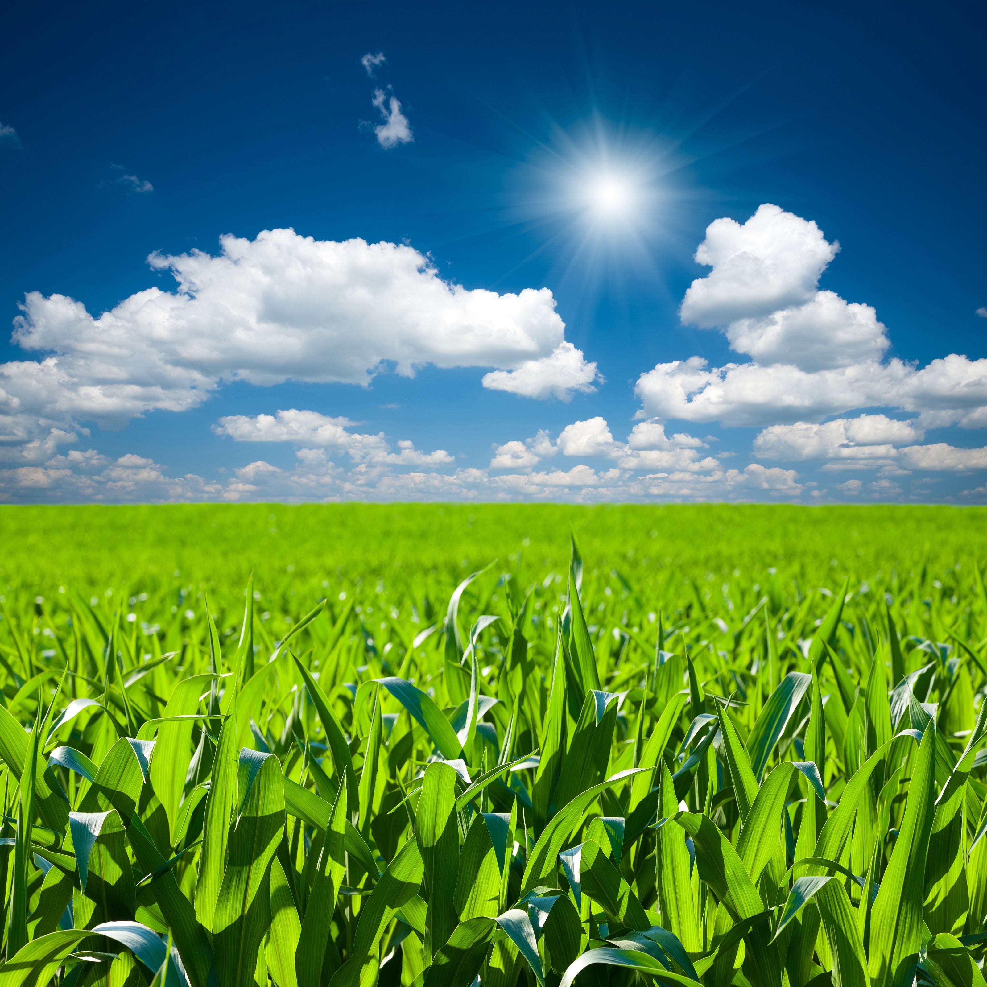3200x3200 Corn Field Wall Mural