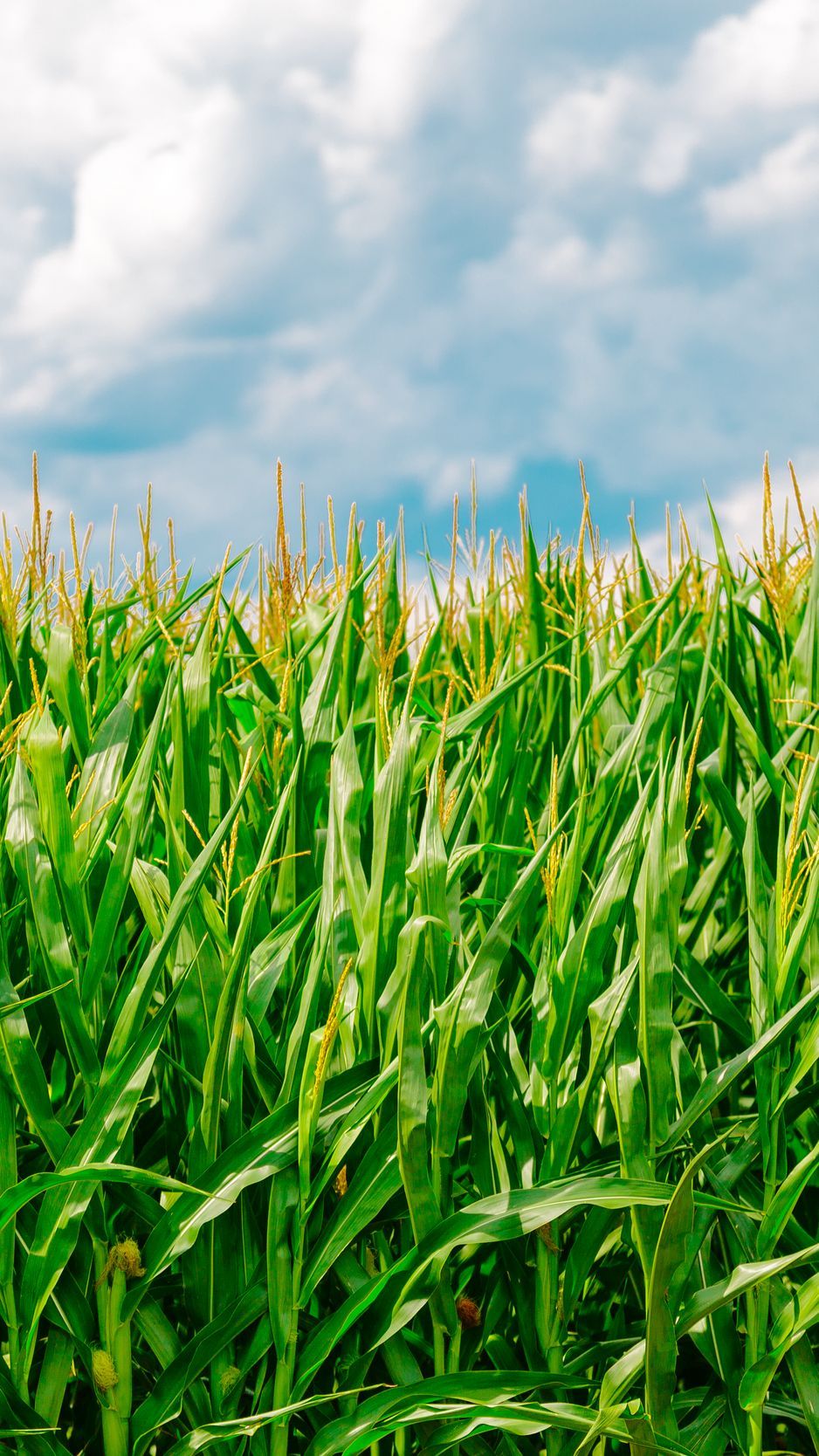 938x1668 Download Wallpaper 938x1668 Corn, Field, Summer, Farm Iphone 8 7 6s 6 For Parallax HD Background