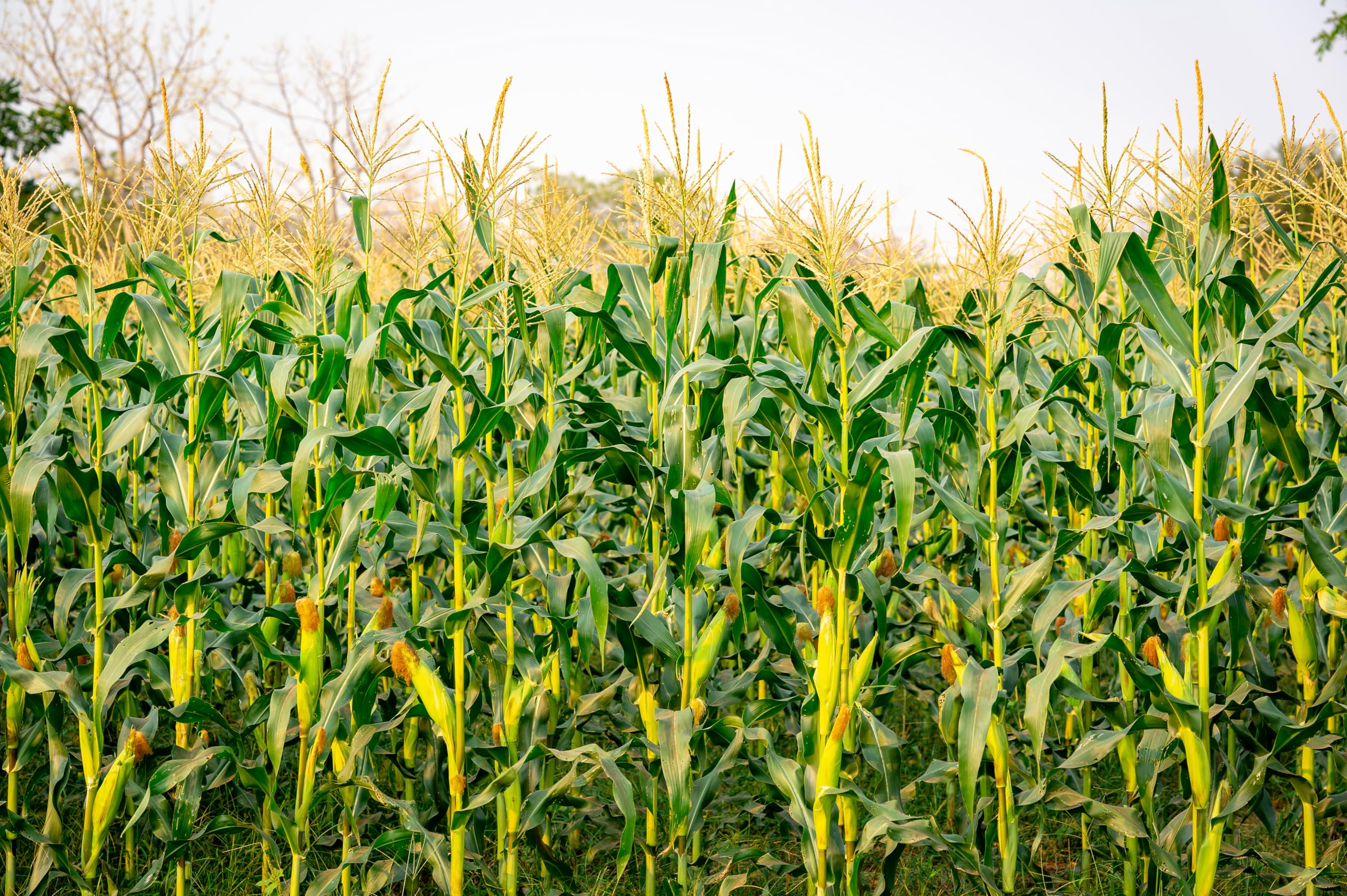 2560x1704 Amazon.com : chnywork 7x5ft Cornfield Backdrop Autumn Green Corn Field Stalks Countryside Corn Farm Harvest Fall Scenery Background Fall Harvest Party Decor Photo Booth Studios Props Wallpaper