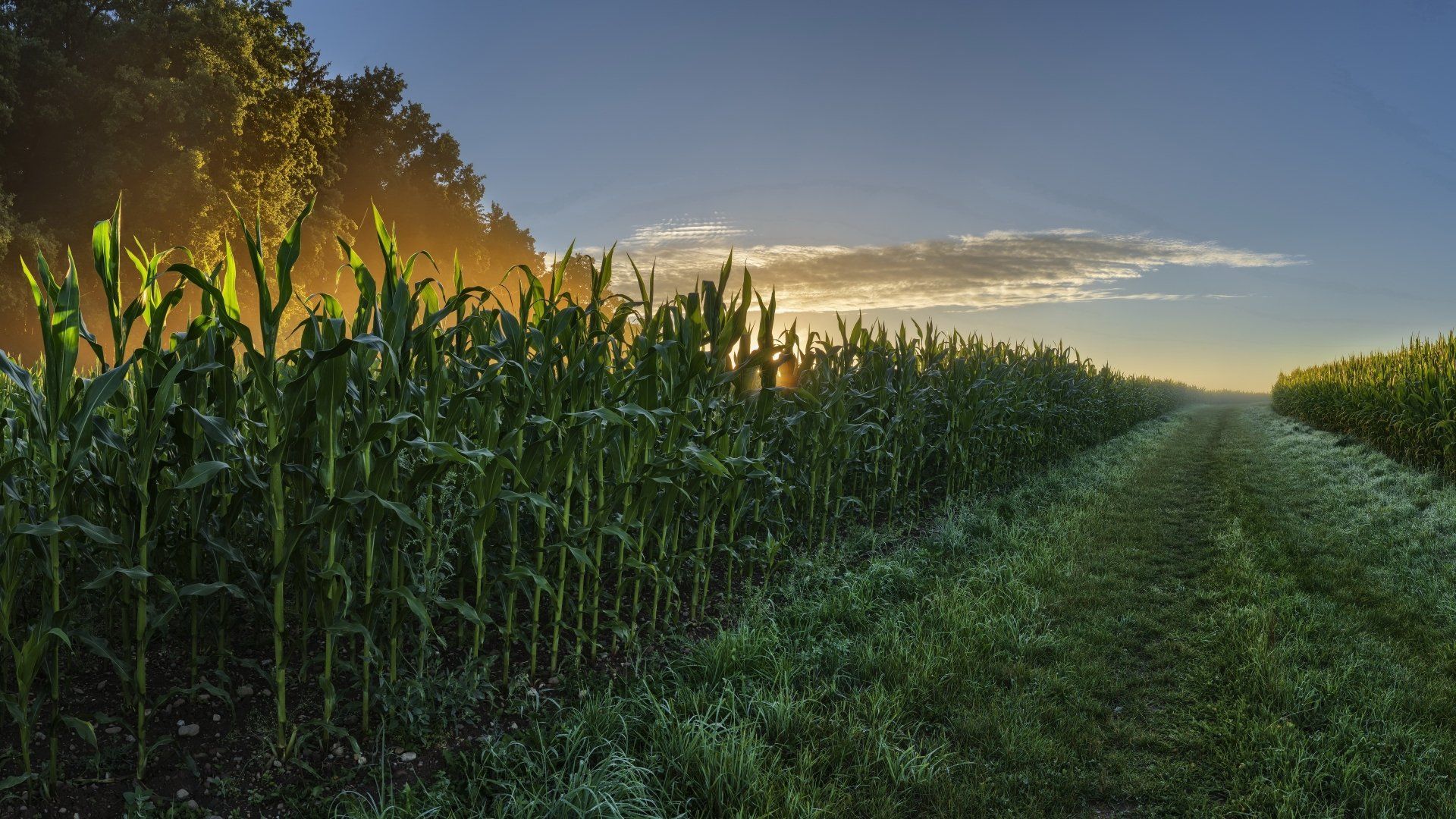 1920x1080 Golden Cornfield Dawn