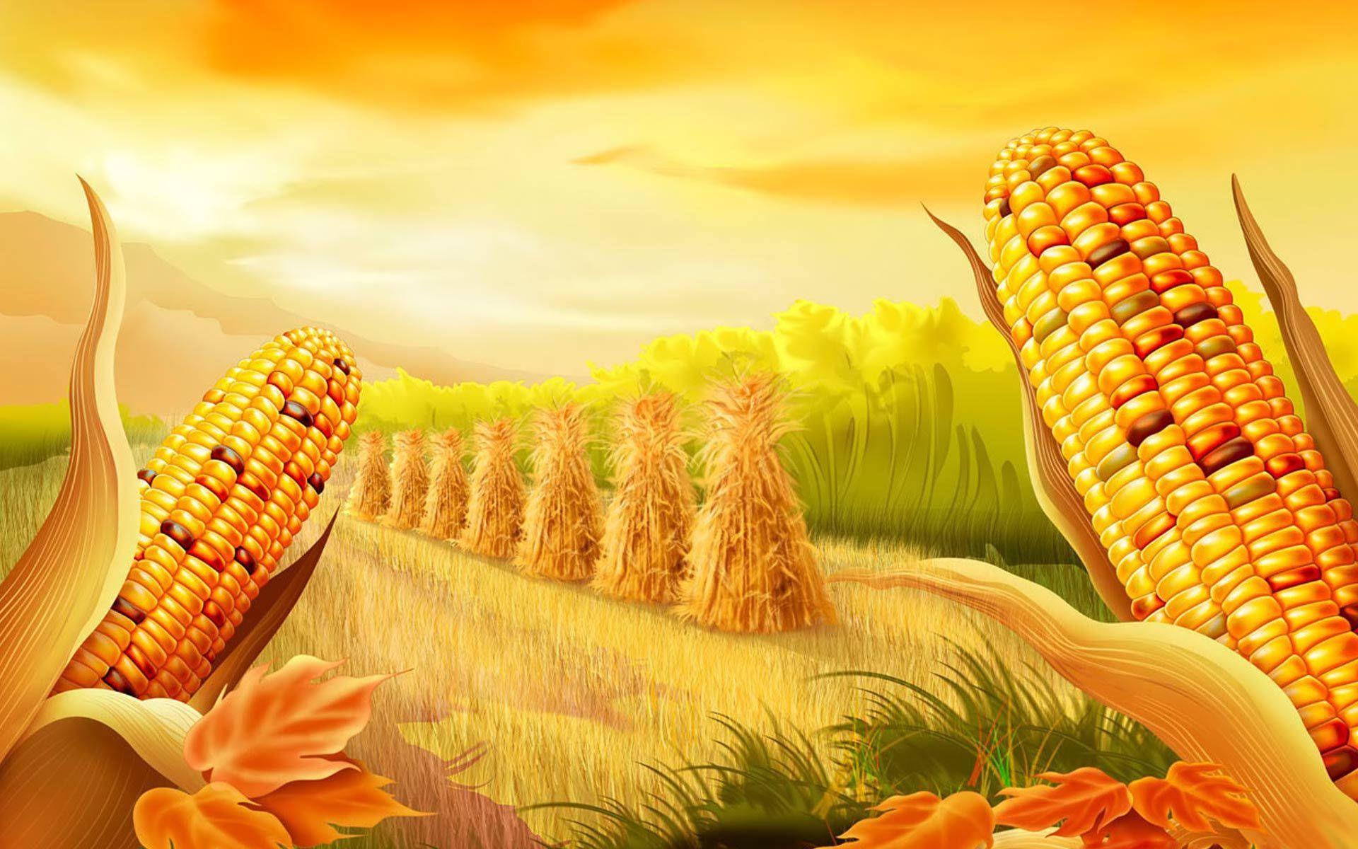 1920x1200 Corn Farm Wallpaper