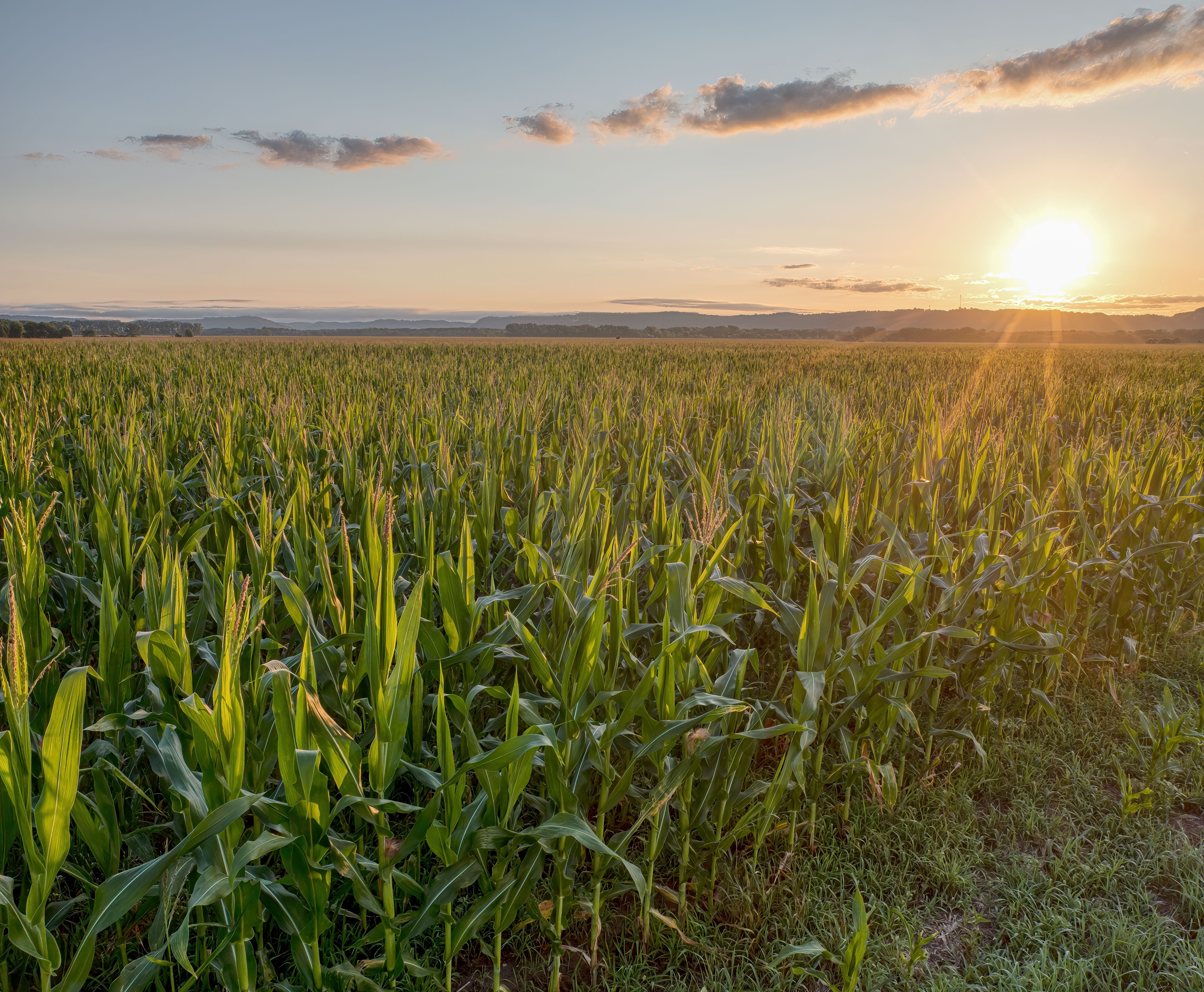 5369x4422 Sunset over Lush Cornfield in Kellogg, Minnesota · Free