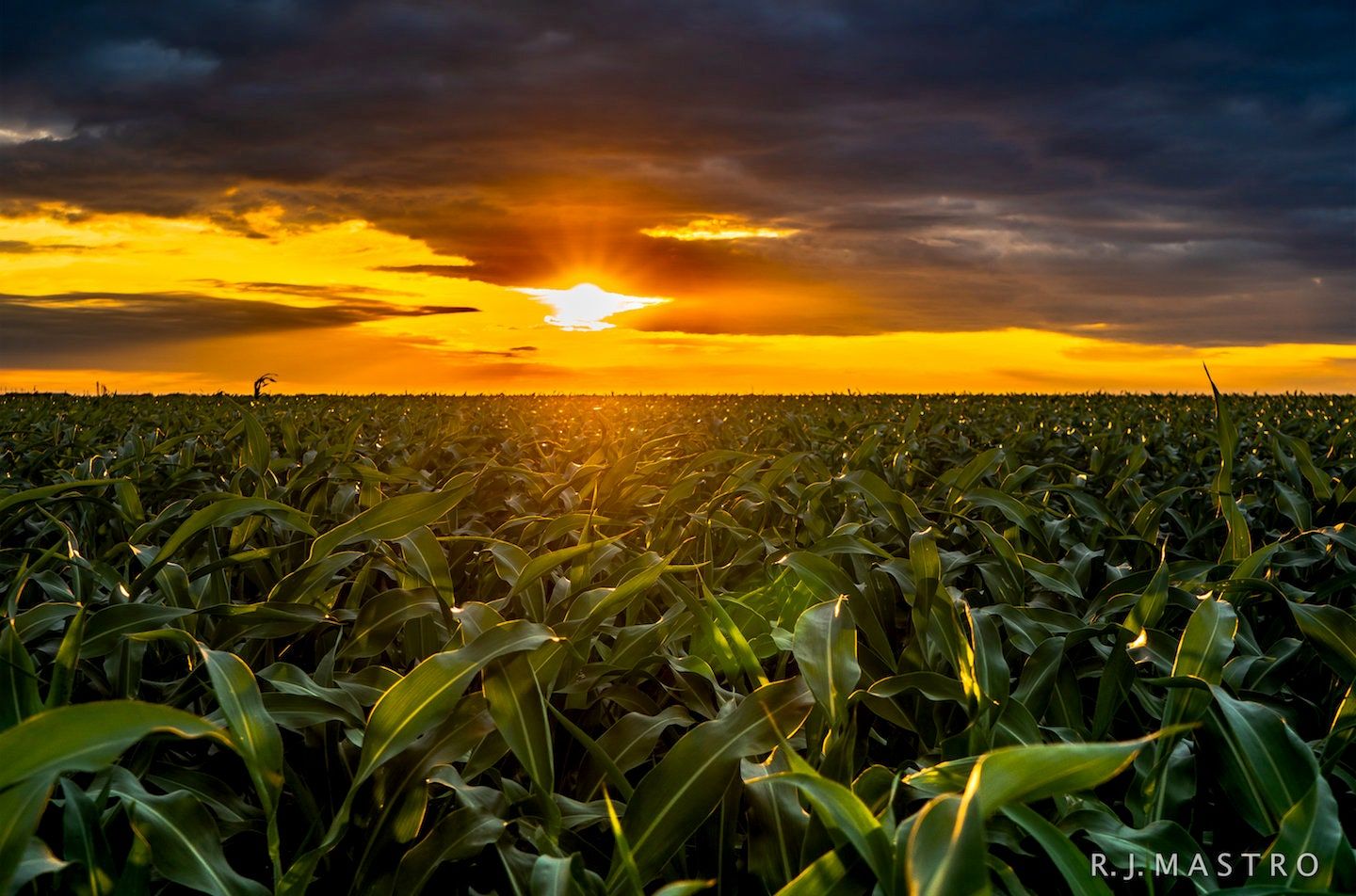 1440x952 South Texas Sunset Corn Field