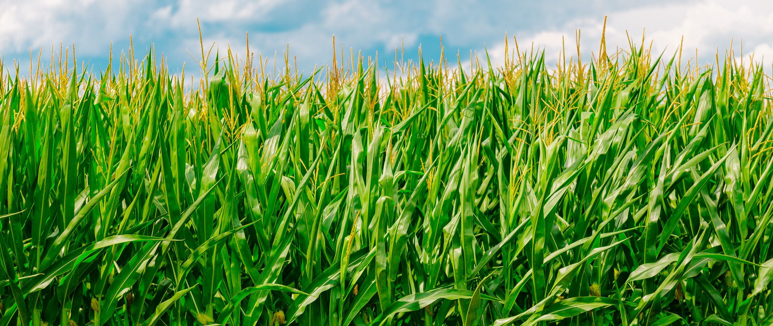 2560x1080 Download wallpaper 2560x1080 corn, field, summer, farm dual wide 1080p HD background