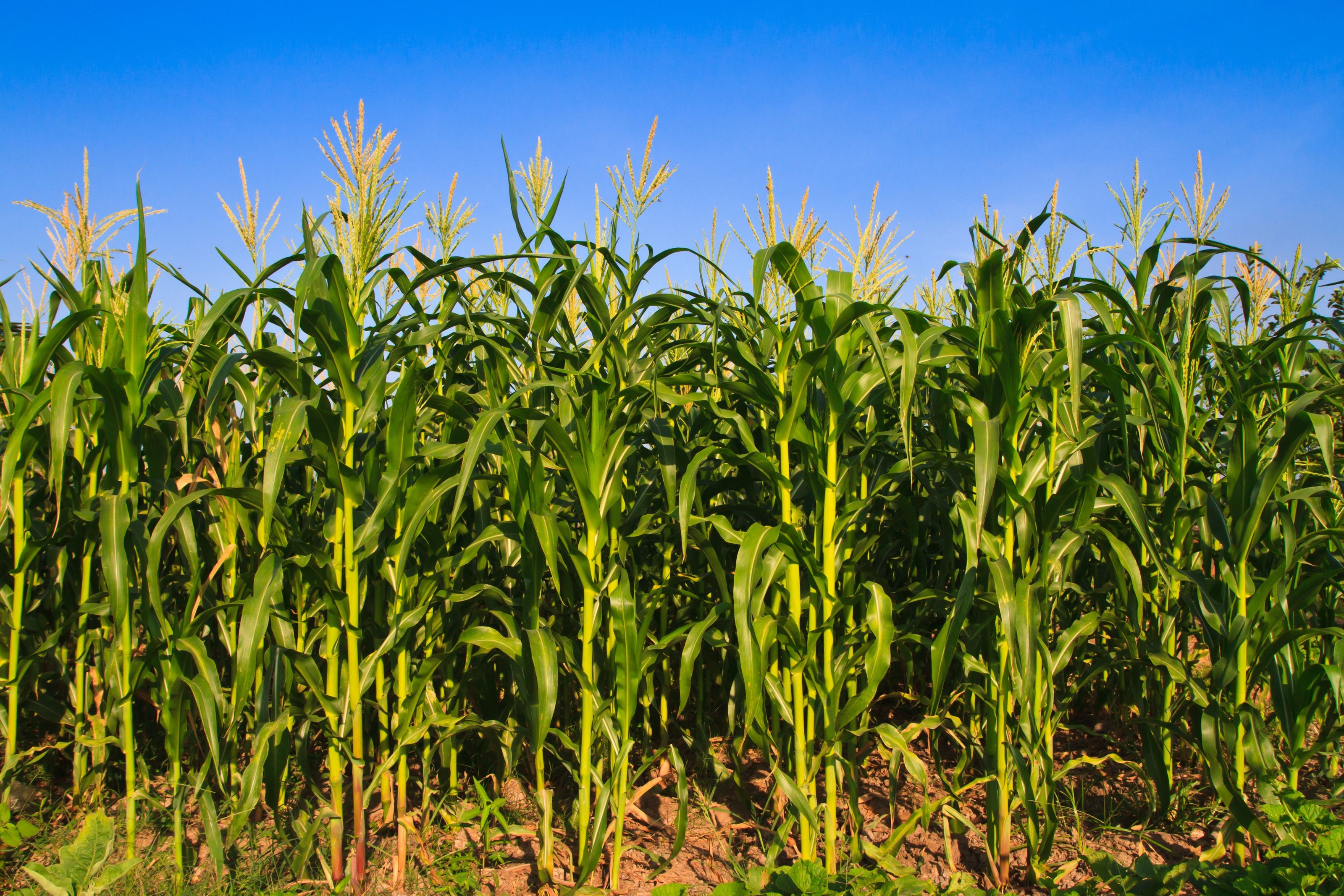 3200x2134 Corn Farm Under Blue Sky Wall Mural