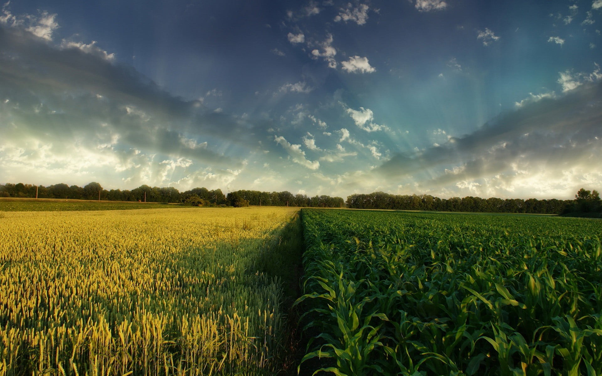 1920x1200 Corn field, nature HD wallpaper