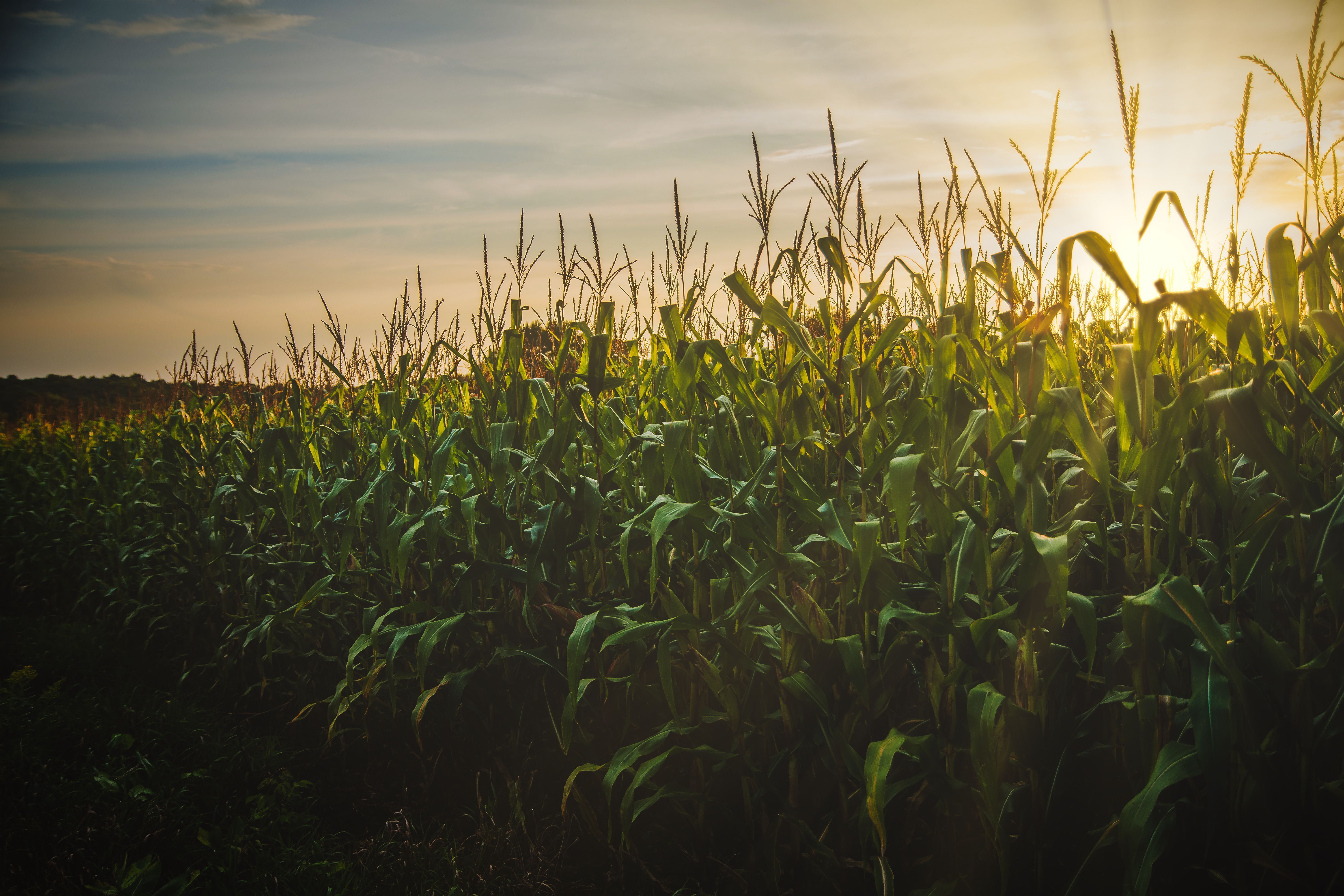 6000x4000 Corn Field Photo, Download The BEST Free Corn Field & HD Image