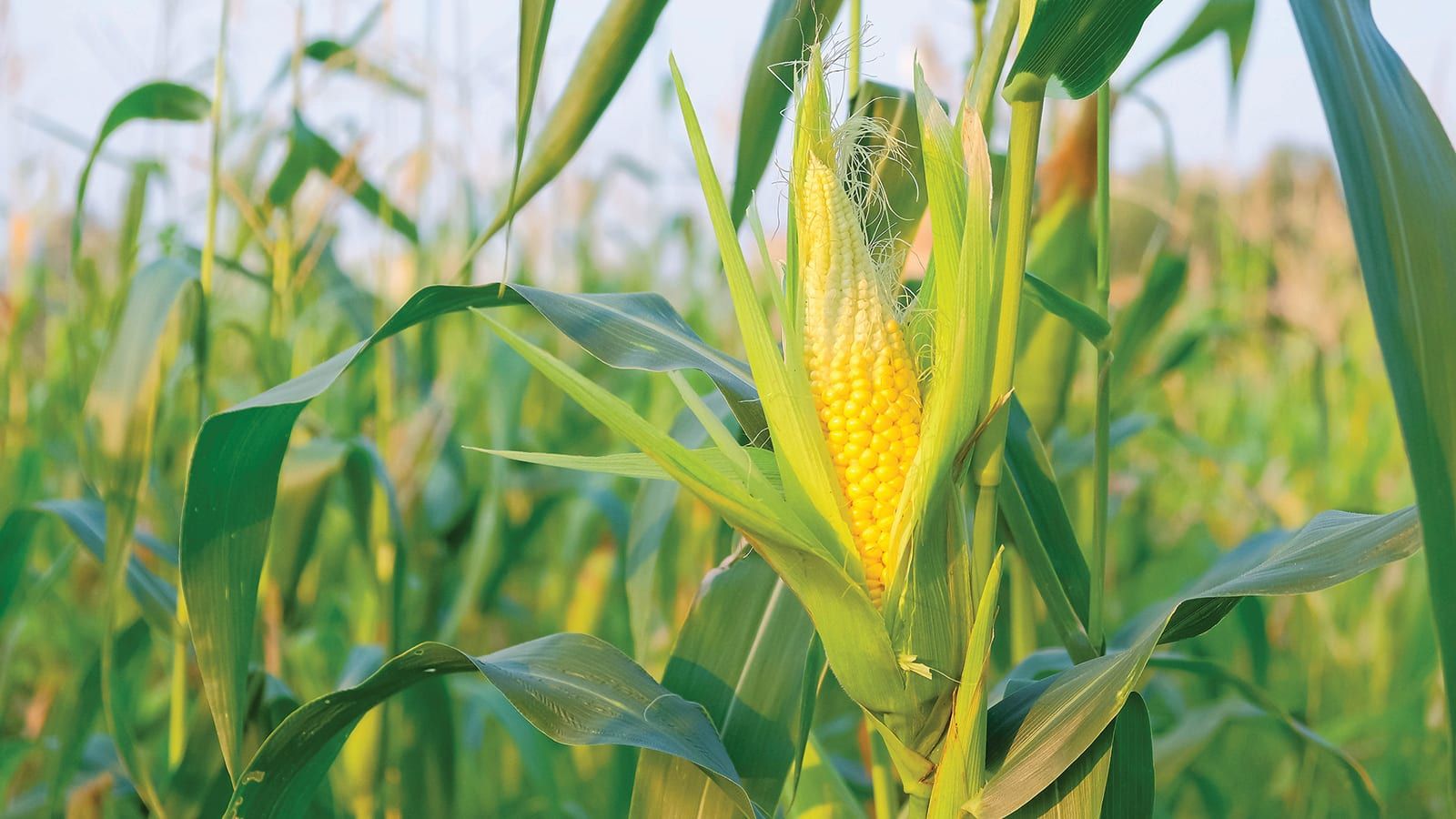 1600x900 A salute to farmers growing organic sweet corn. PCC Community Markets