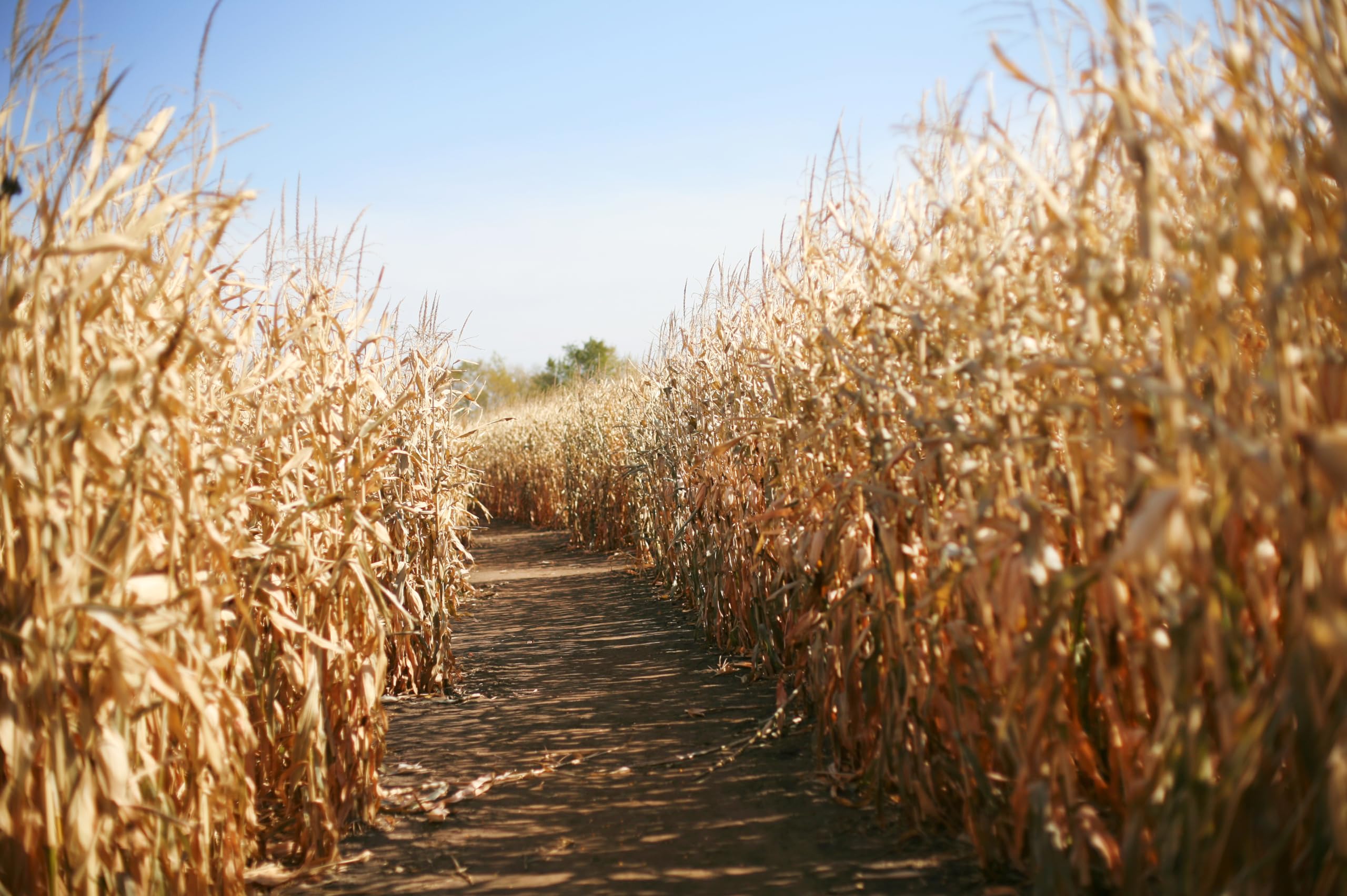 2560x1704 Amazon.com : chnywork 17x10ft Cornfield Backdrop Scary Autumn Corn Field Maze Path Countryside Fall Creepy Corn Farm Background Halloween Game Party Decoration Photo Booth Studios Props Wallpaper