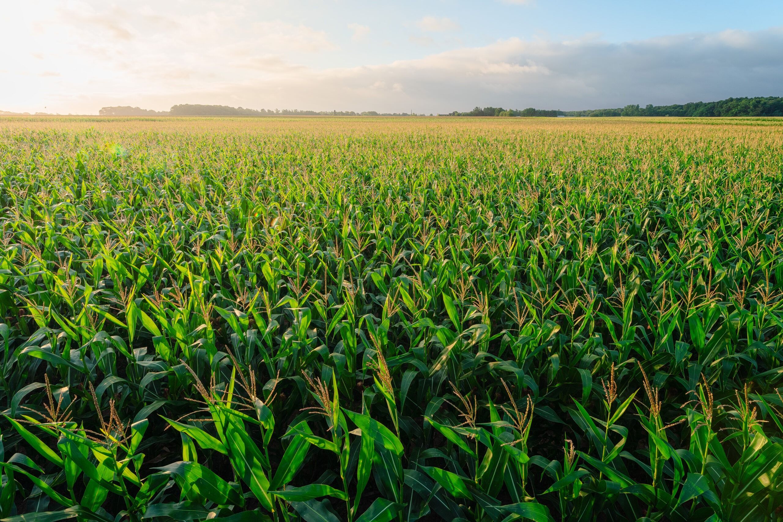 2560x1708 Field of Dreams: Summer brings this sunshiny sweet corn to farm stands across the East End