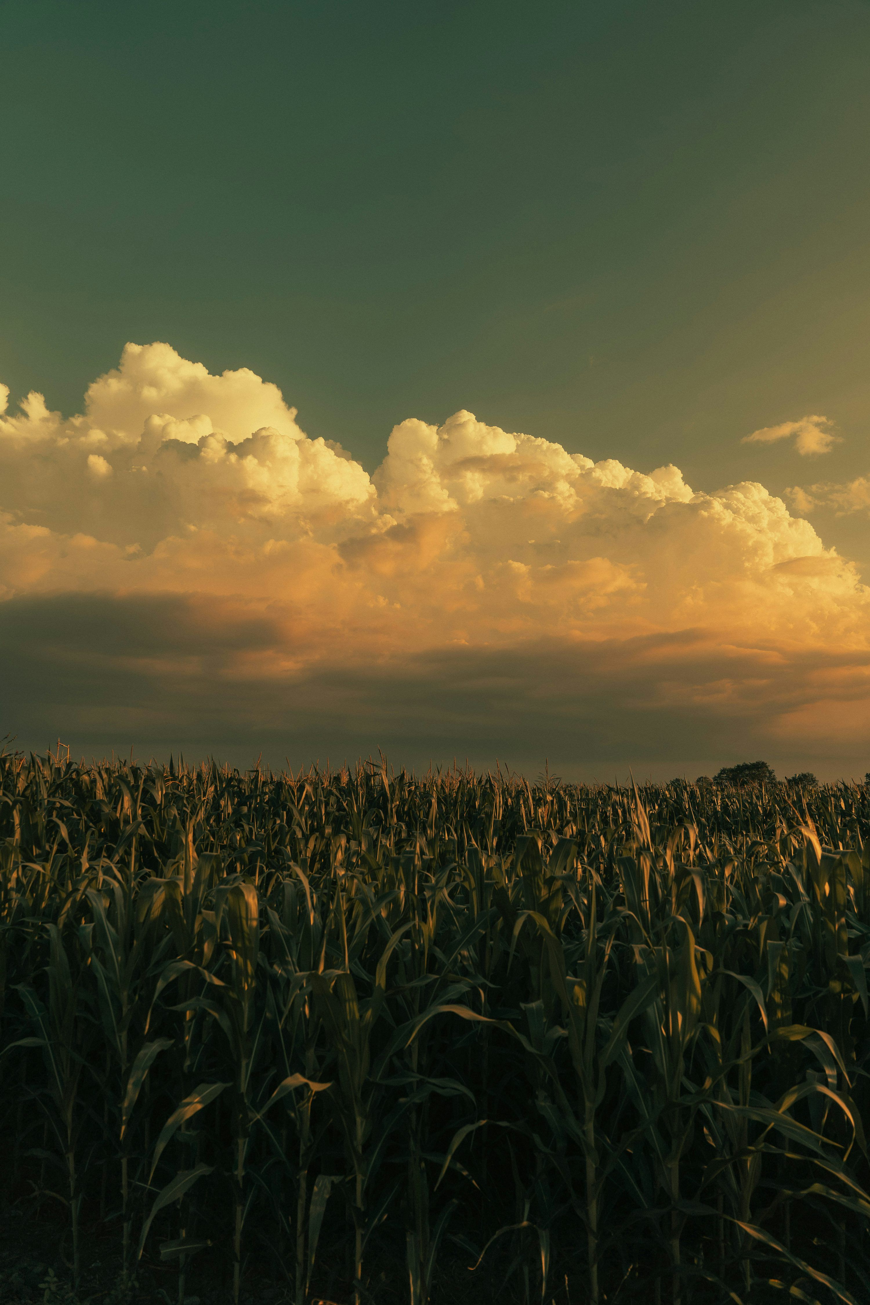 3000x4500 A field of corn under a cloudy sky