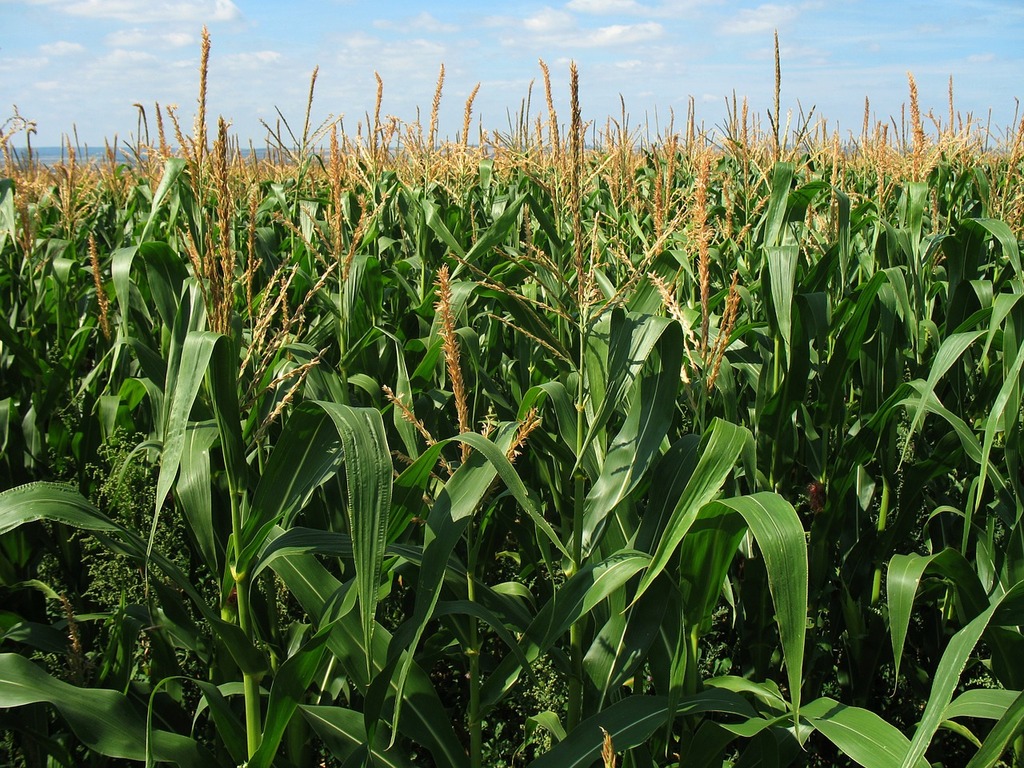 1024x768 A field of corn with a blue sky in the background. Corn