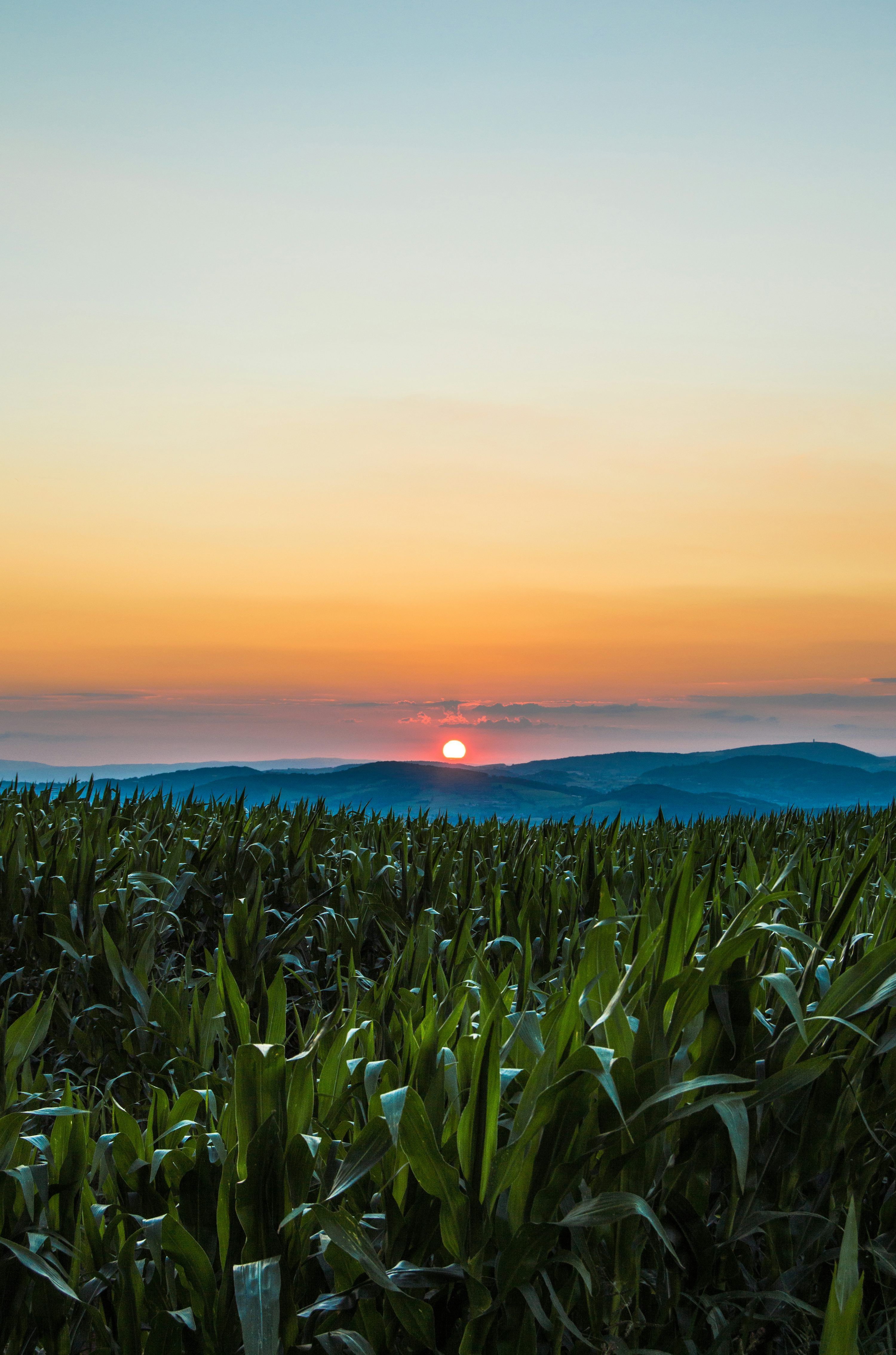 3000x4538 The sun is setting over a corn field
