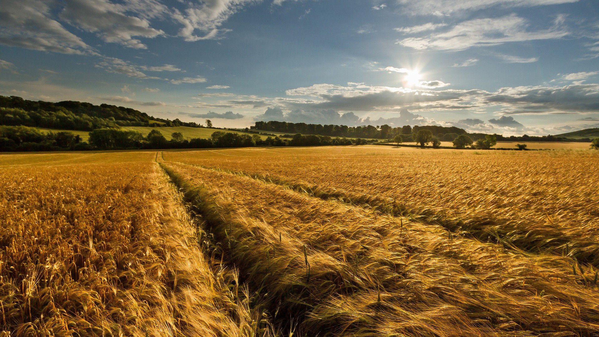 1920x1080 Download Nature Cornfield HD Wallpaperx1080