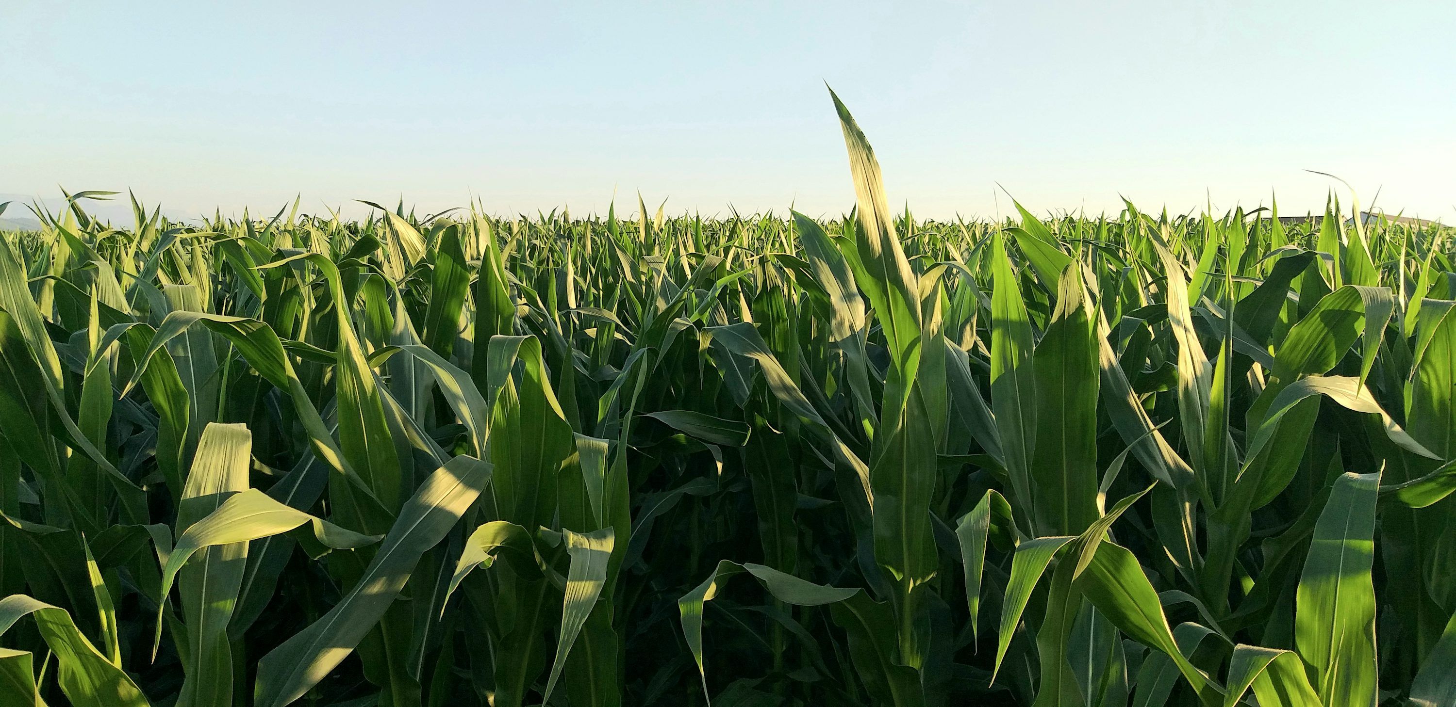 3000x1458 Green corn field