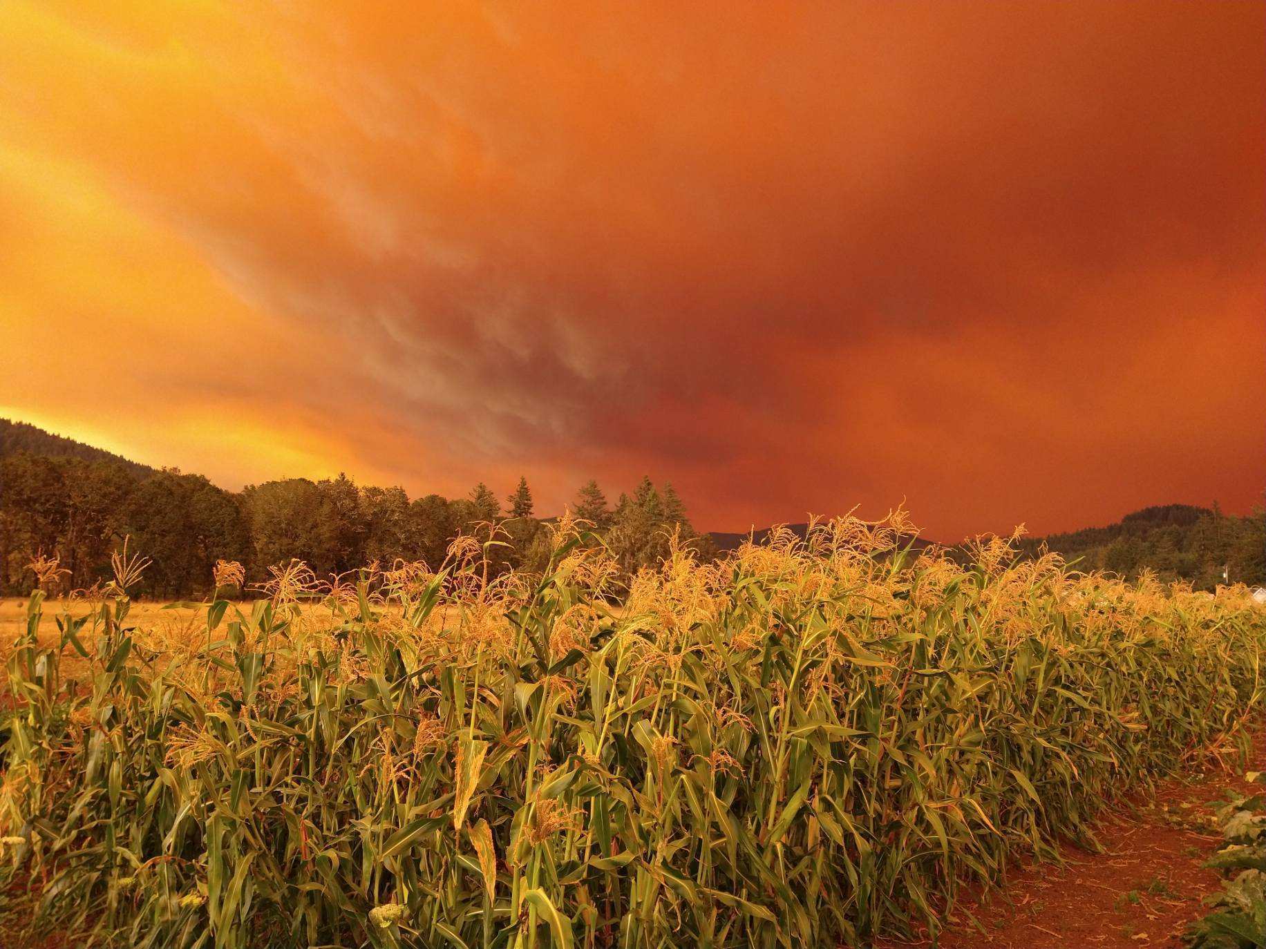 1832x1374 Extreme wildfires in western Oregon threaten valuable seed supplies. They may take over a year to recover