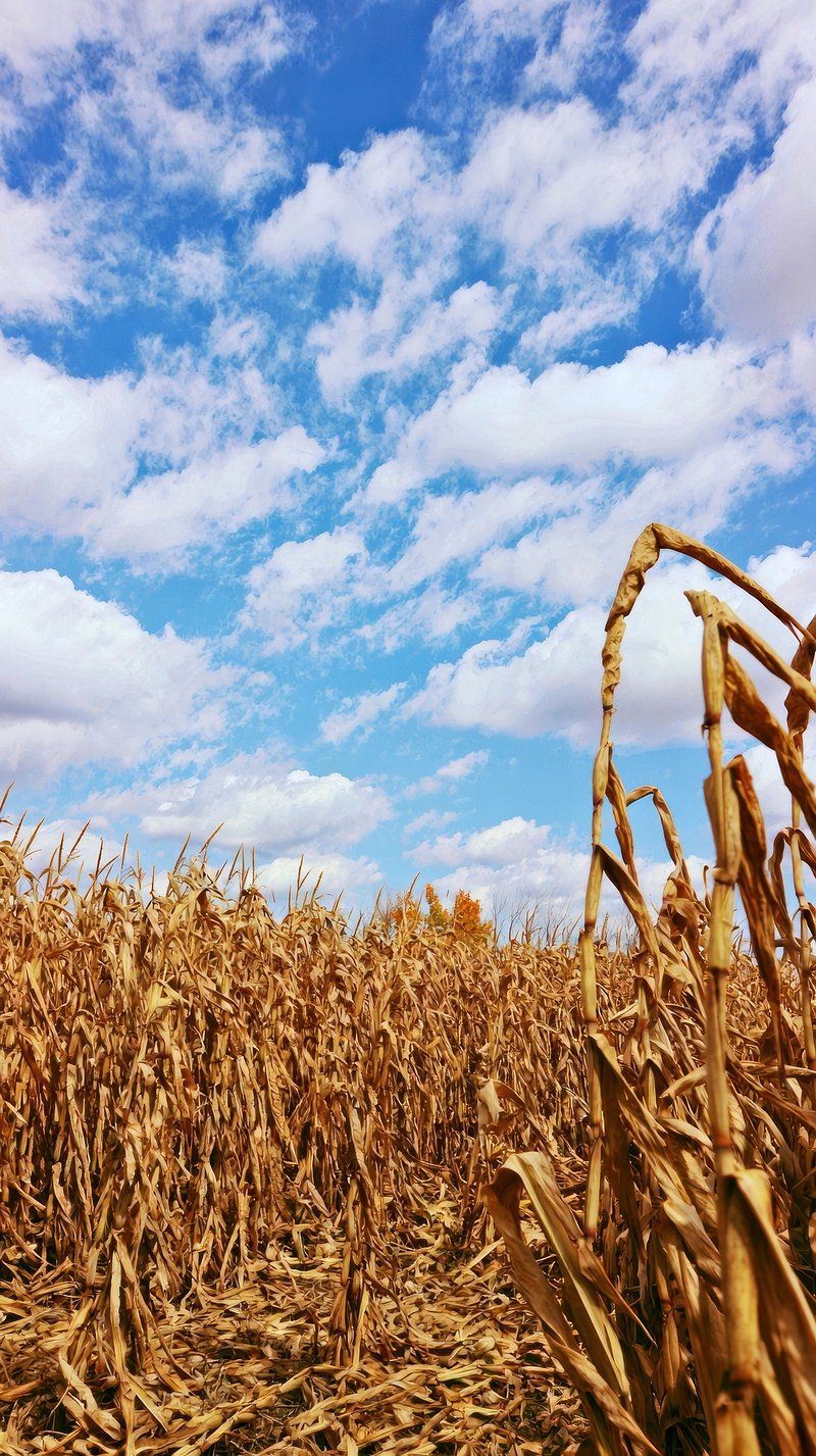 800x1427 Corn Wallpaper Image Wallpaper