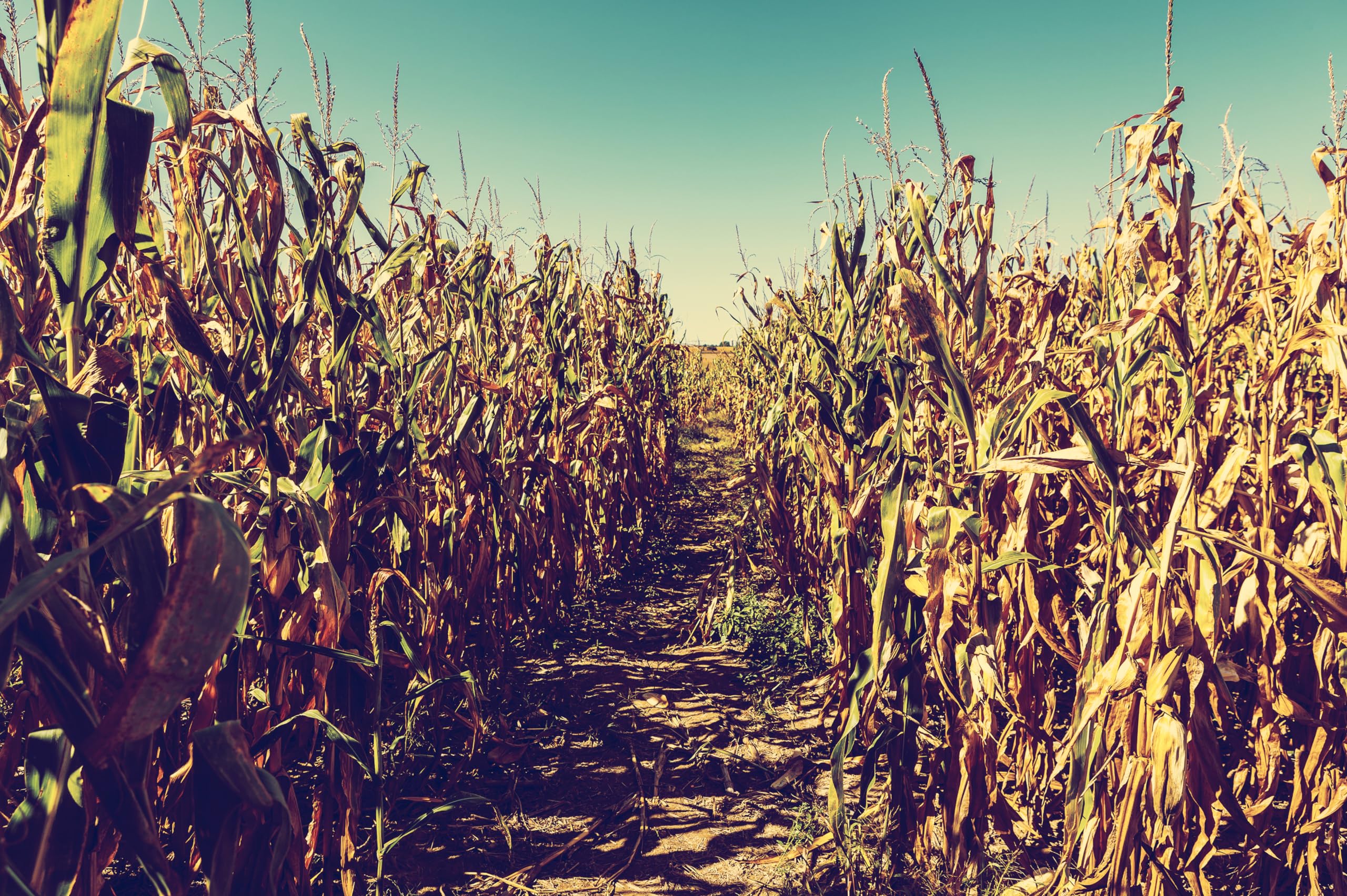 2560x1704 Amazon.com : chnywork 6x4ft Cornfield Backdrop Scary Autumn Corn Field Maze Pathway Countryside Fall Creepy Corn Farm Background Halloween Game Party Decor Photo Booth Studios Props Wallpaper