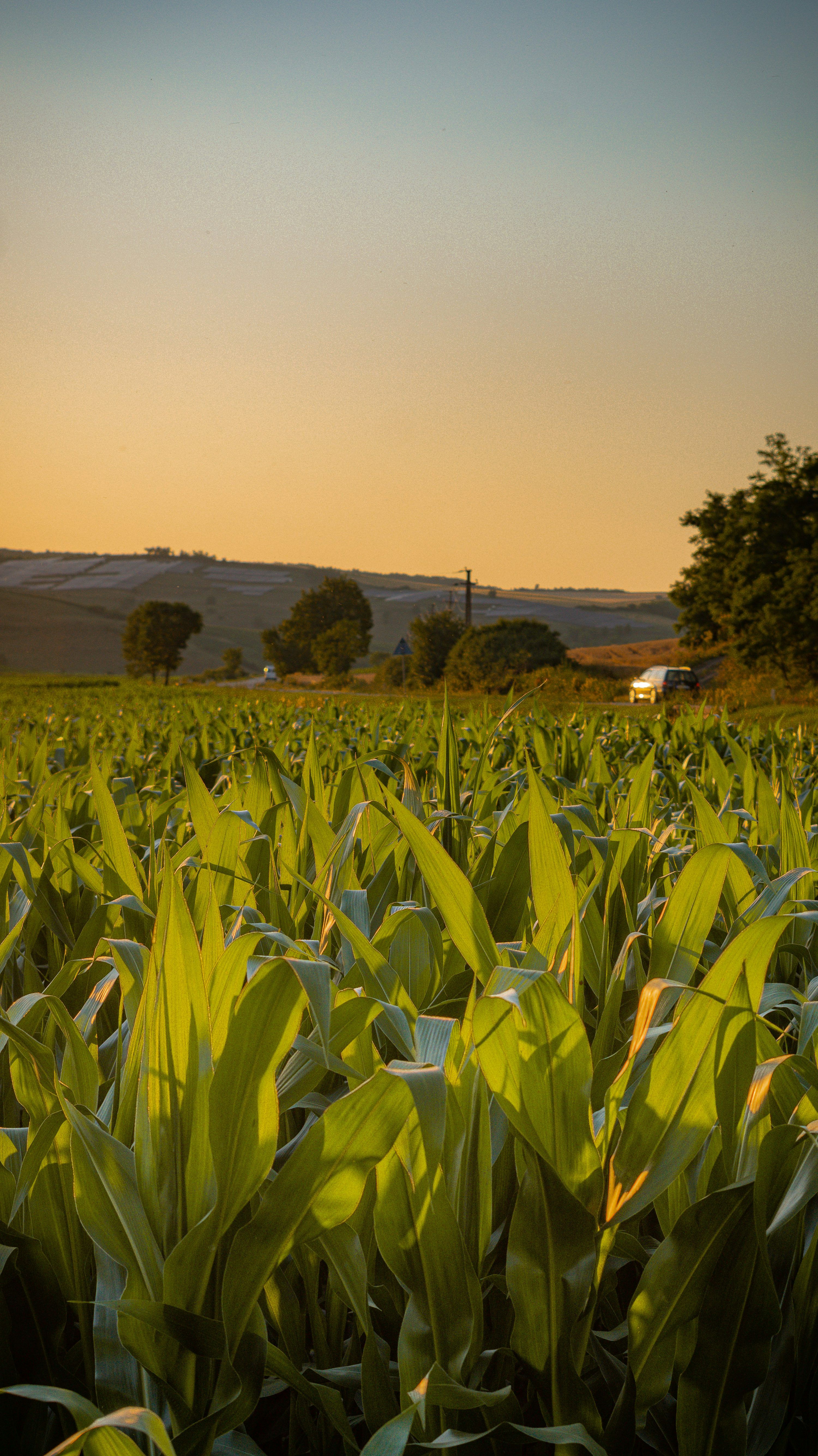 3000x5342 Green cornfield under a warm sunset sky with distant hills