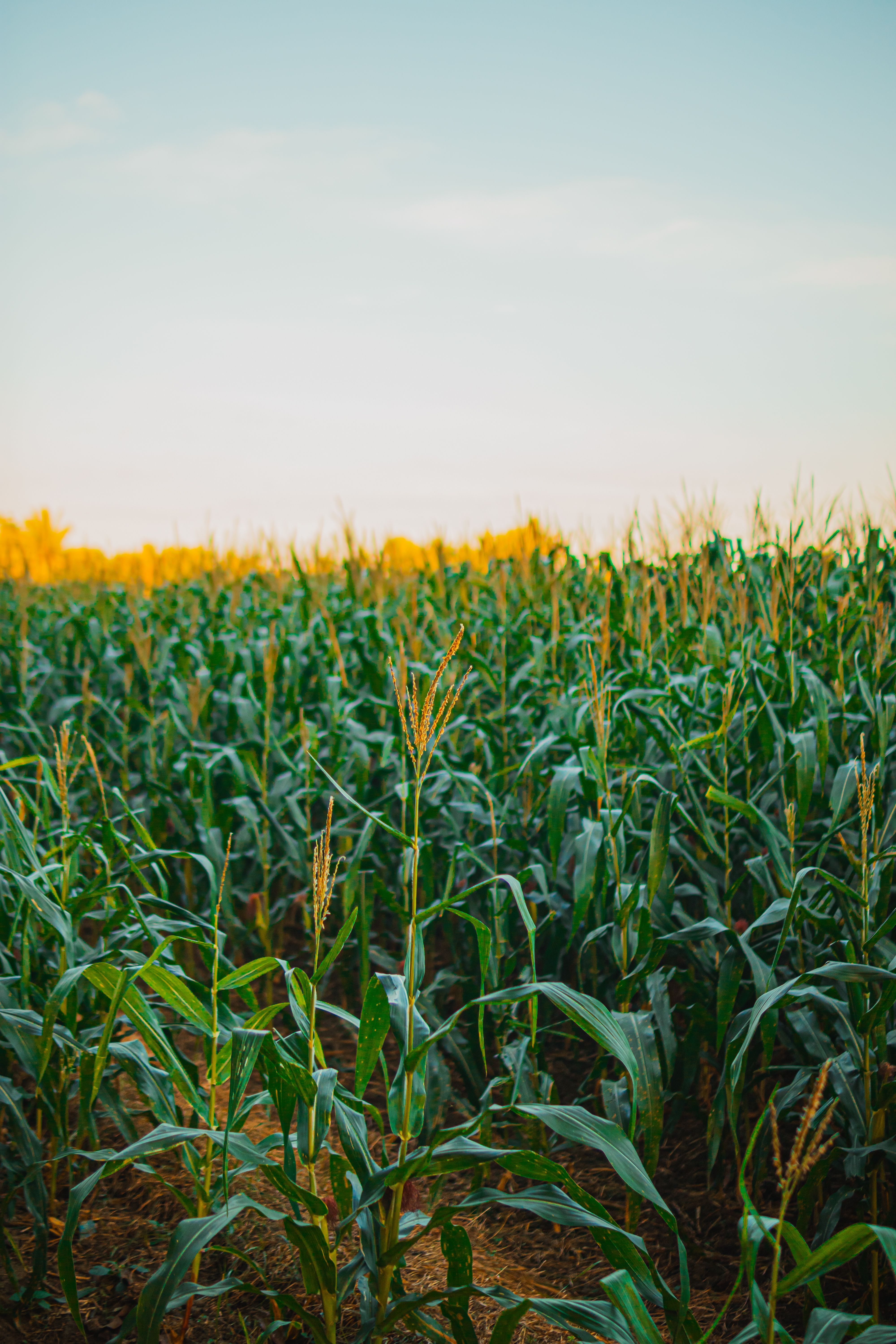 4000x6000 Unripe Corn Field · Free