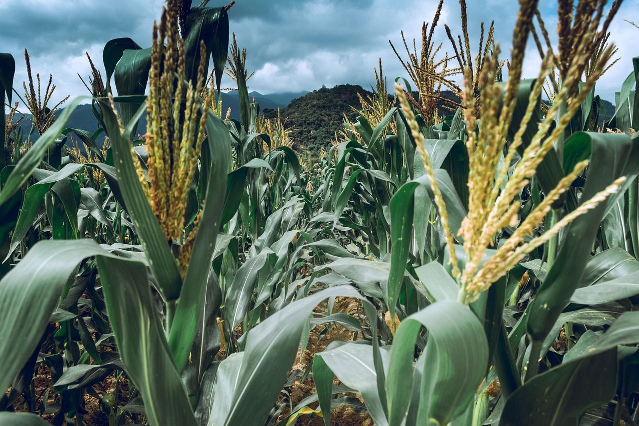 1280x853 Garden Corn Farm Vietnam Home The