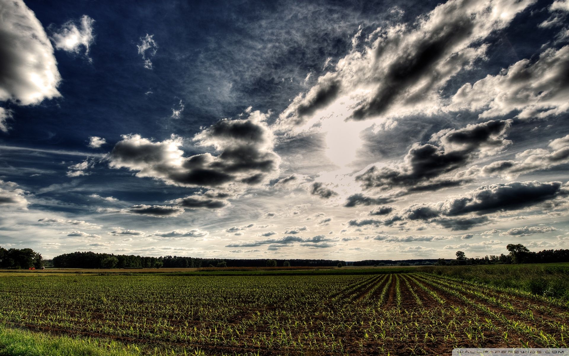 1920x1200 Spring Corn Field 4K UHD Wallpaper for UltraHD Desktop and TV : Widescreen and UltraWide Display : Smartphone and Tablet Devices
