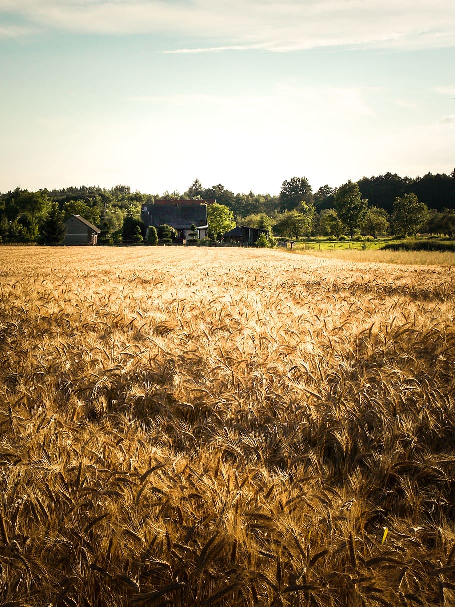 910x1213 HD wallpaper: brown wheat field, village, corn, landscape, poland village, harvest