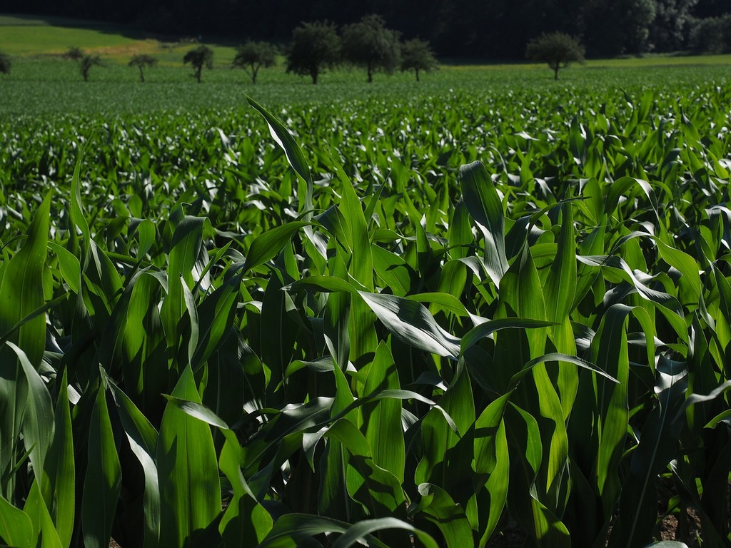1024x768 A field of corn with trees in the background. Cornfield