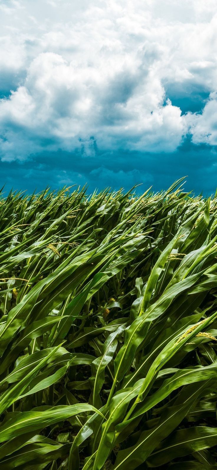 736x1593 Field of Tall Green Grass Under a Cloudy Blue Sky. Cloudy sky landscape, Cornfield under cloudy sky, Green cornfield summer