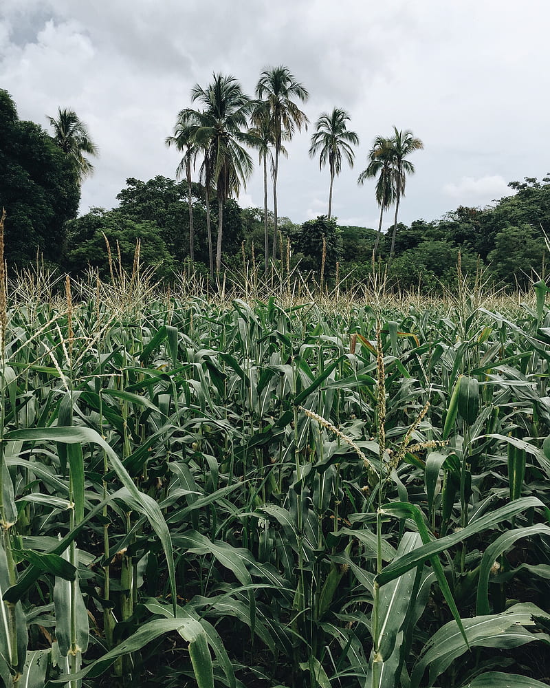 800x1000 Corn field surround by trees, HD phone wallpaper