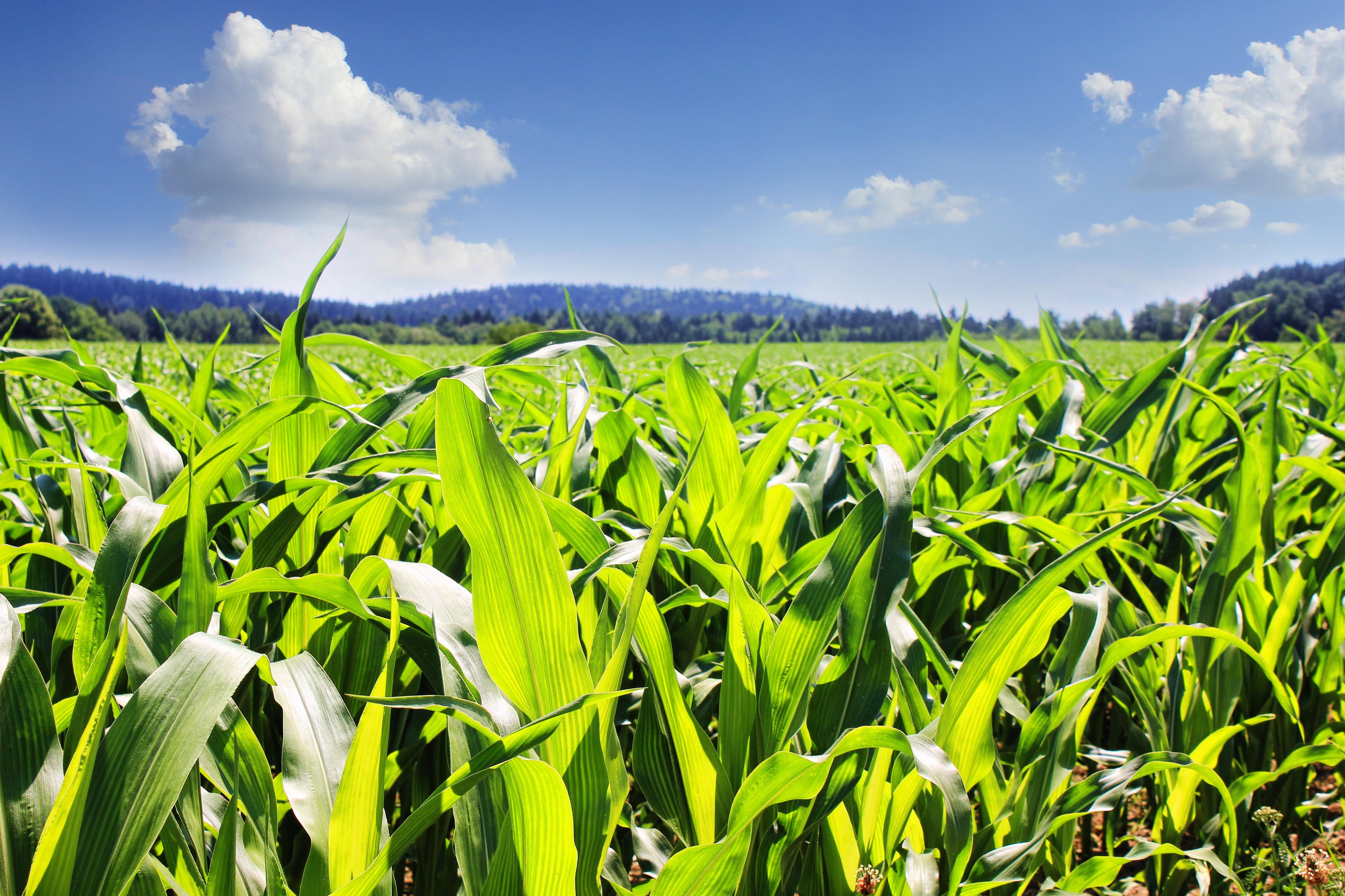 5044x3362 Close up photo of corn plants HD wallpaper
