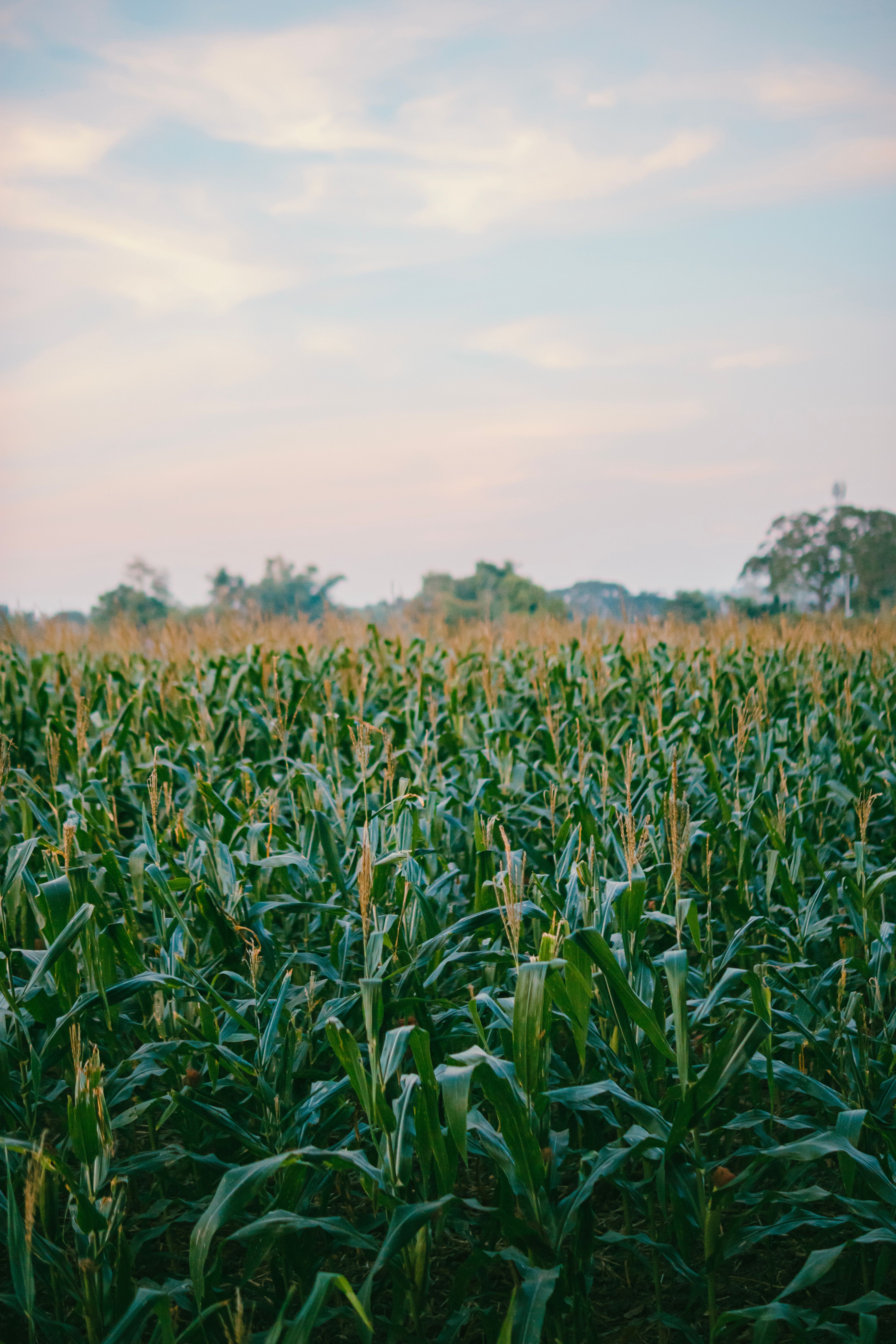 4000x6000 A Corn Field Under the Orange Sky · Free