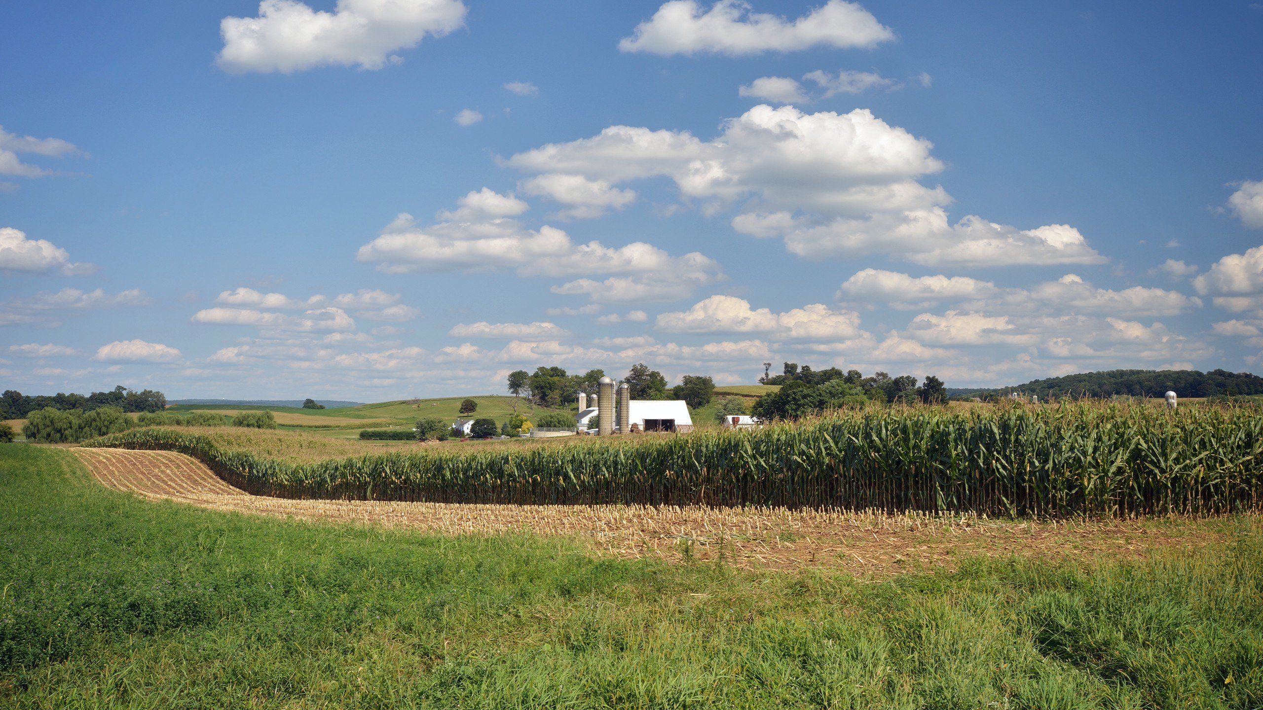 2560x1440 Corn Prices Plummet—but Farmers' Land Is Getting More Valuable