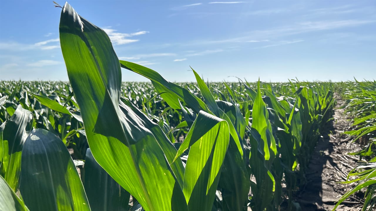 1280x719 Fields to factories: How biomanufacturing unlocks corn markets