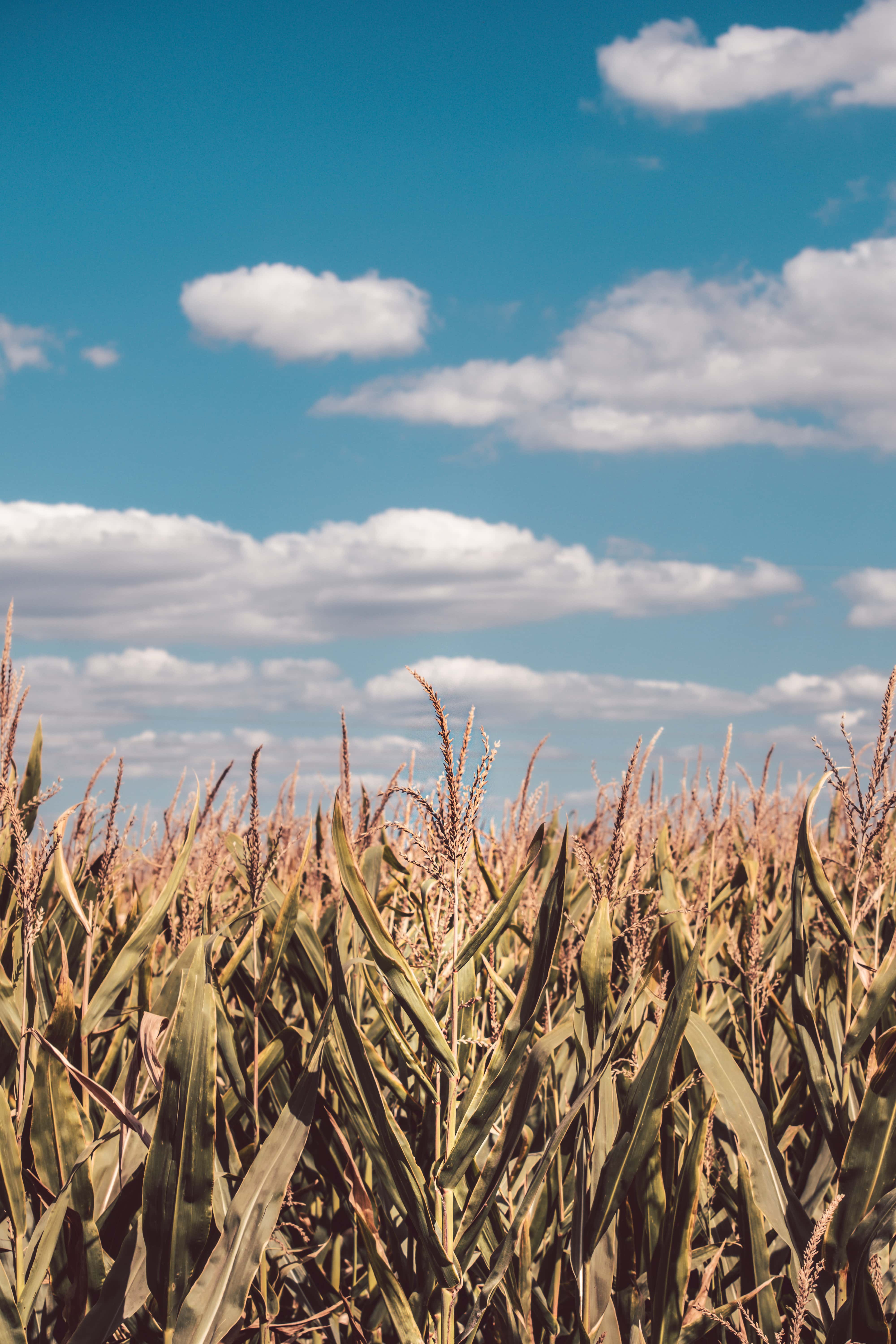 4000x6000 Free picture: cornfield, corn, agricultural, field, agriculture, farmland, farming, farm, rural, cereal