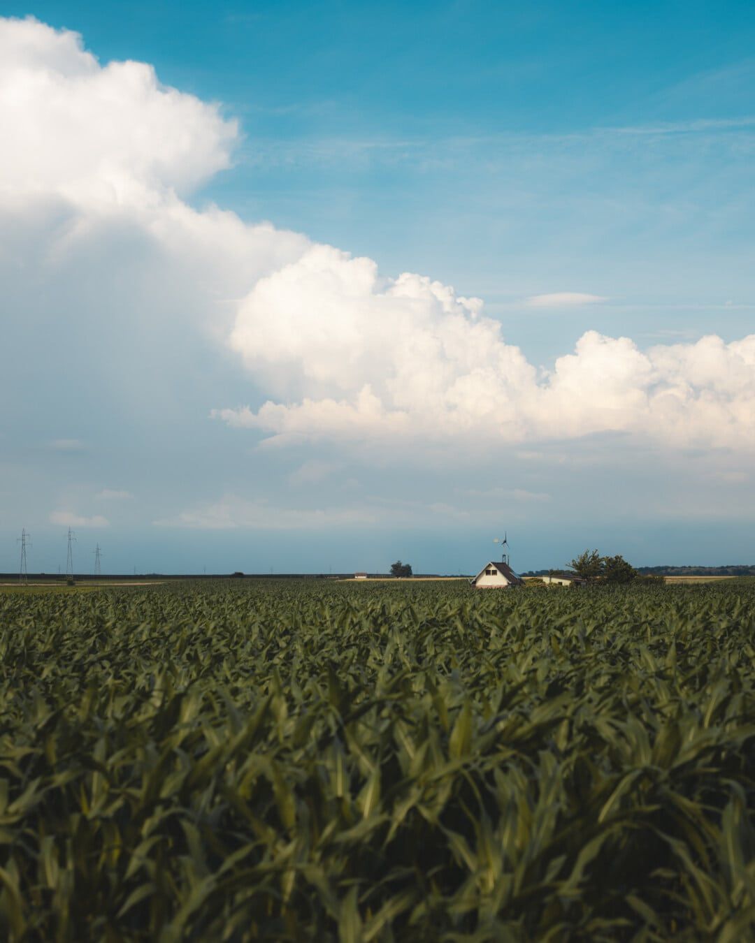 1080x1350 Free picture: corn, cornfield, farming, farmhouse, farm, farmland, flat field, rural, plant, field