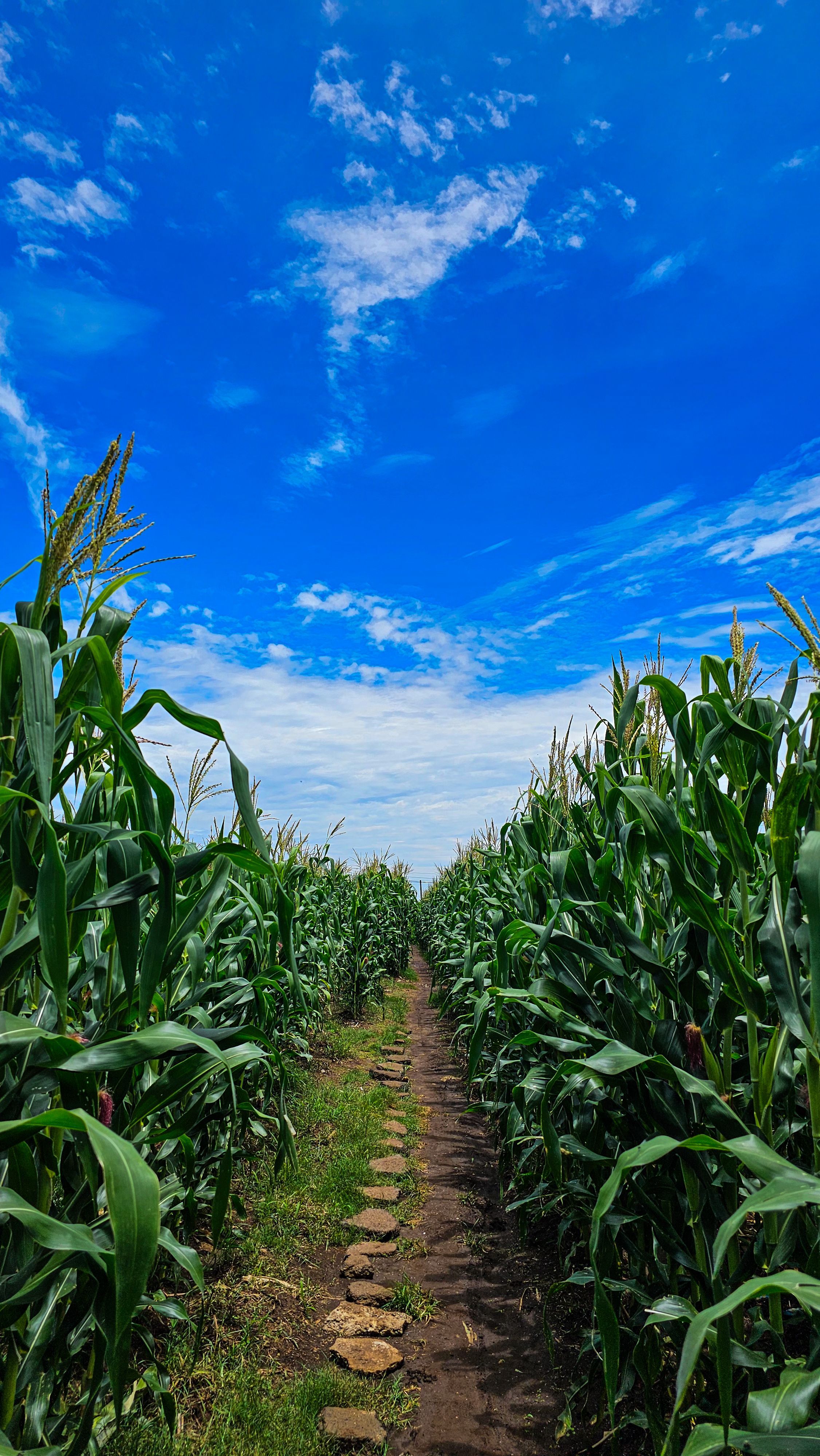 2252x4000 Pathture of Corn · Free