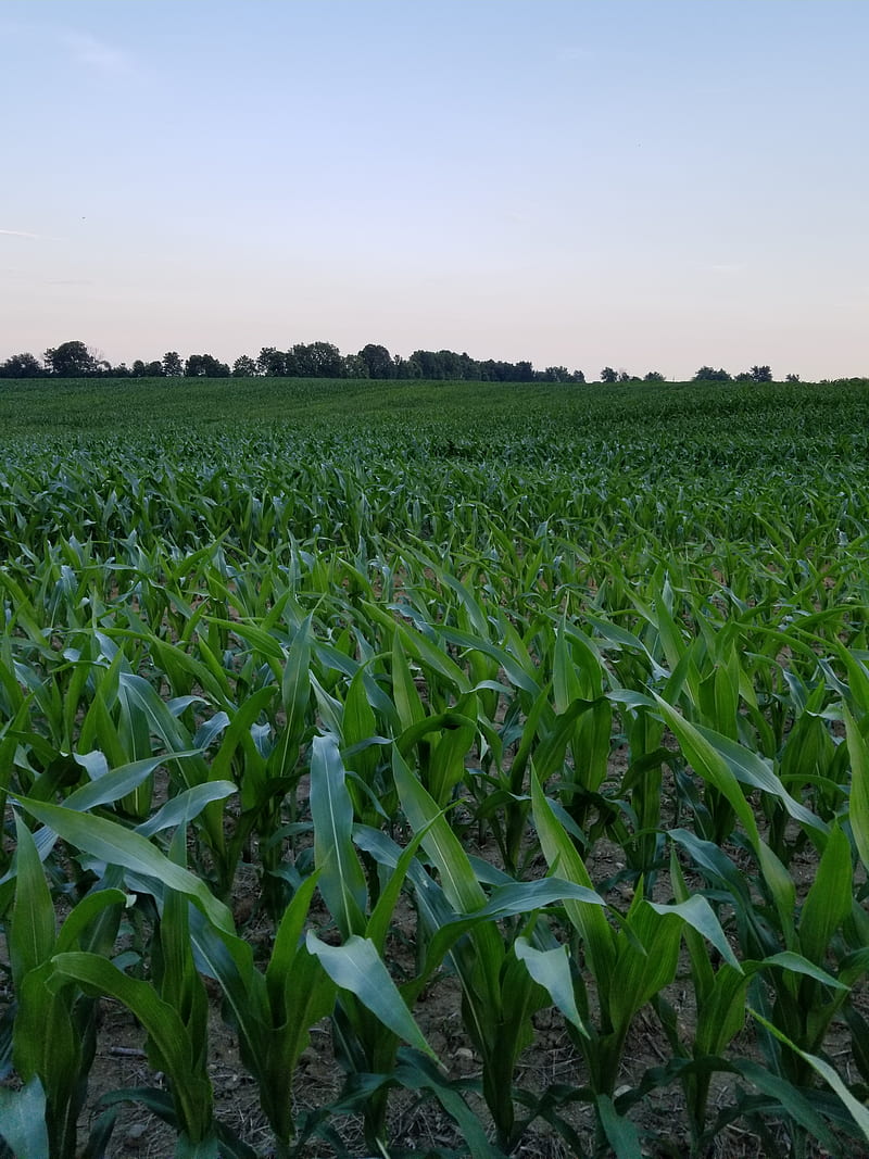 800x1067 Corn Field Farm, corn, corn on the cob, crops, farm, field, fields, fresh corn, HD phone wallpaper