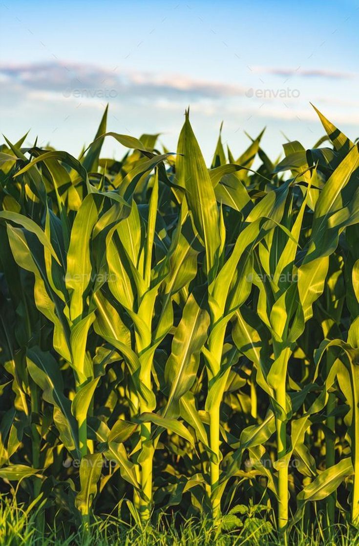 735x1115 Golden Sunset Over a Cornfield: Celebrating the Beauty of Maize Agriculture