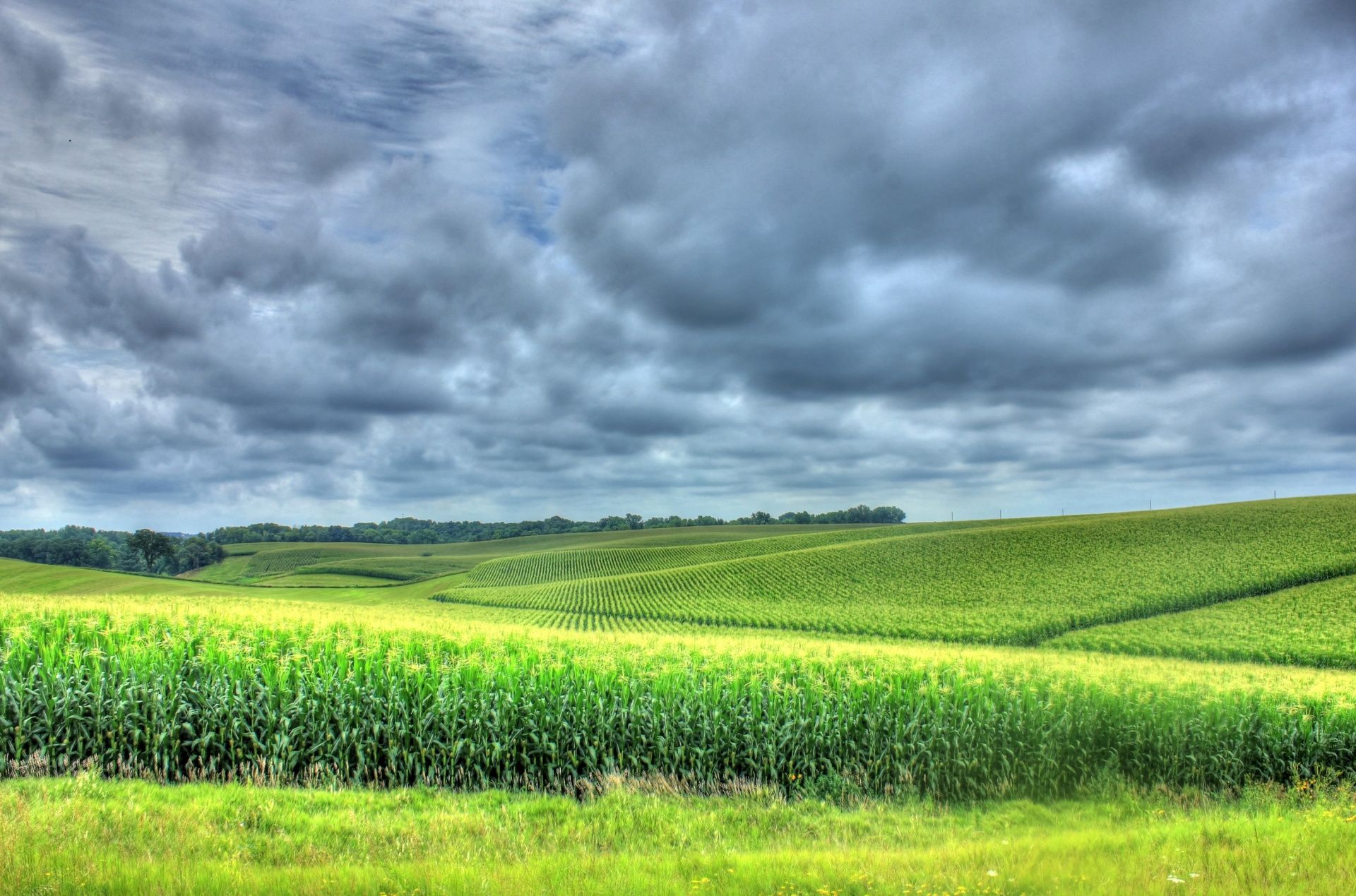 1920x1269 Download free photo of Cornfield, corn, crop, fields, ripe