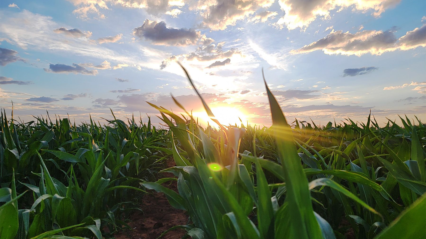 1800x1013 Cody Cover produces top Southwest corn contest yields