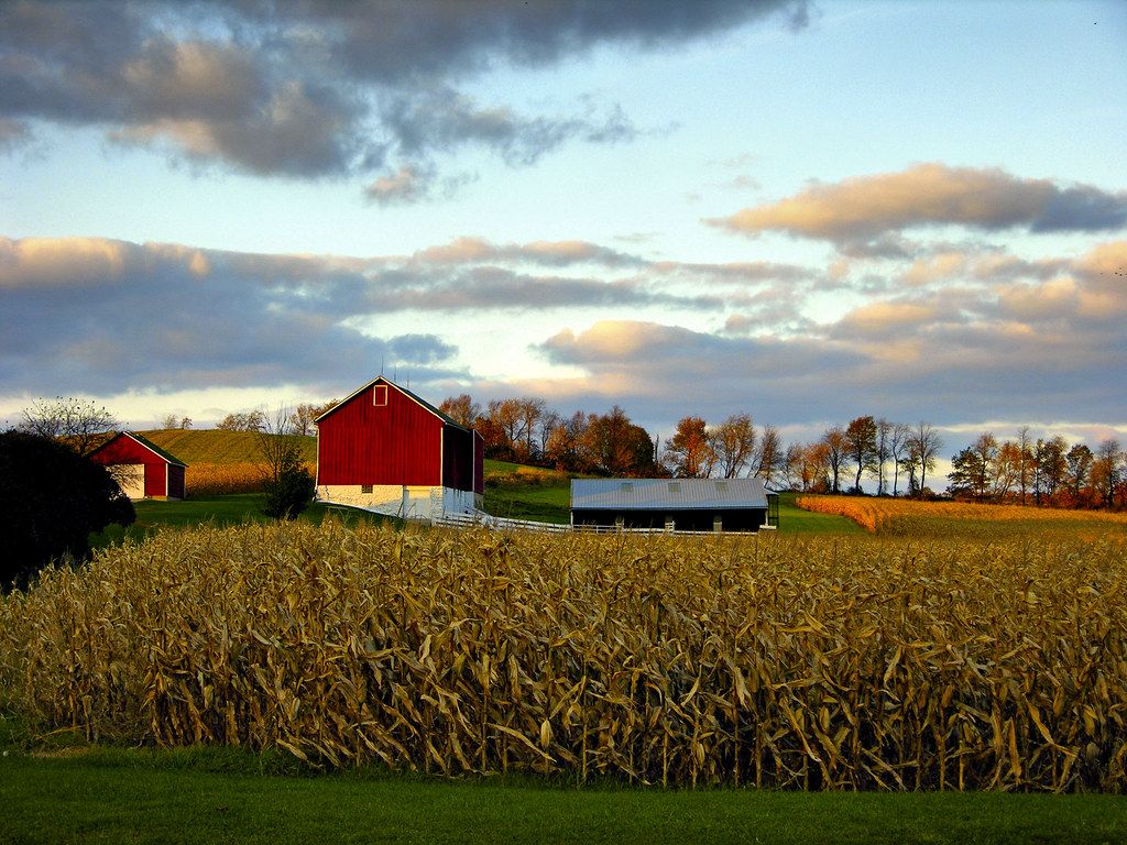 1024x768 Corn Field and Barn. Another nice corn field and barn