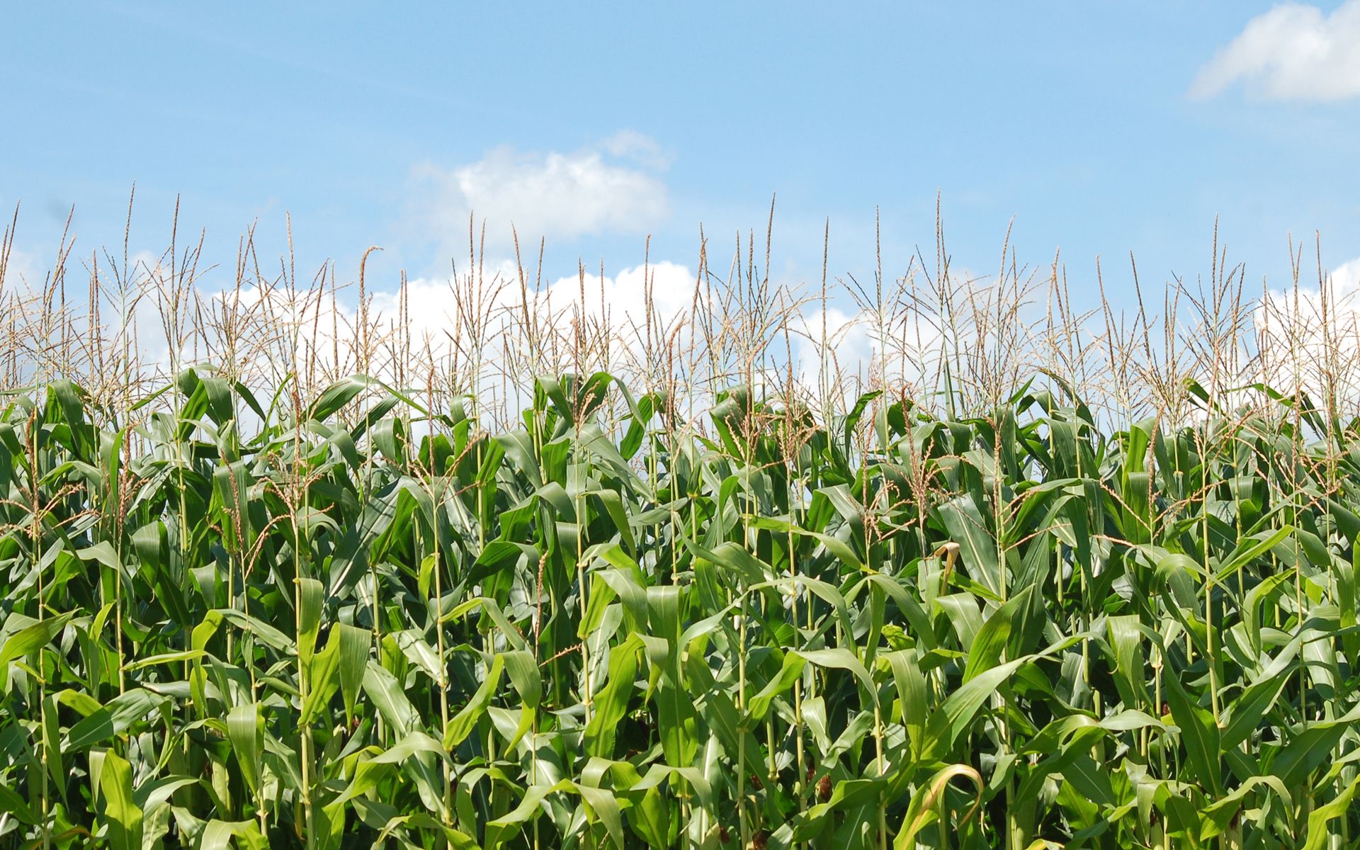 1920x1200 Corn Farm Wallpaper